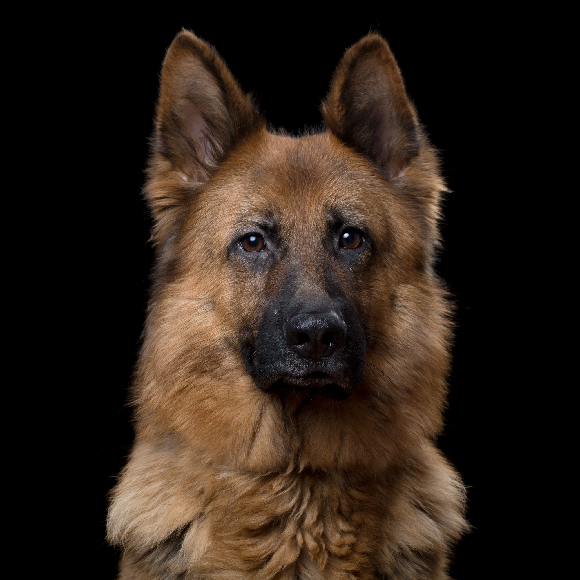 Chaos [3F] (German Shepherd) 230.jpg