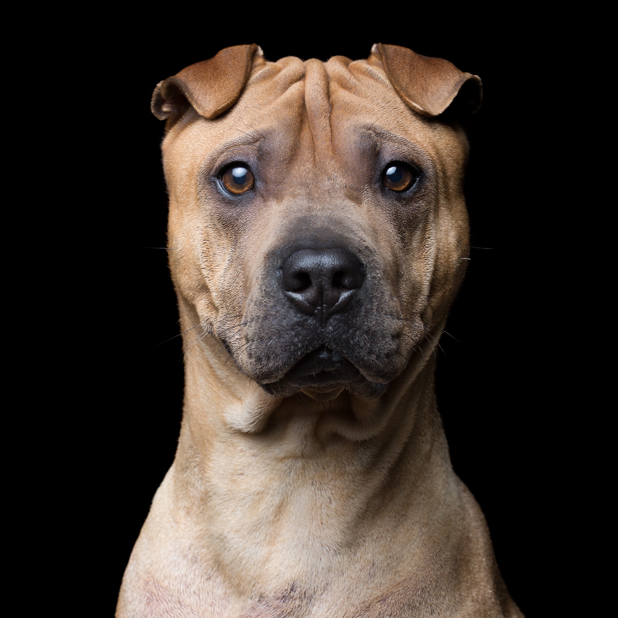 Name [AgeGender] (Shar Pei) 0630.jpg