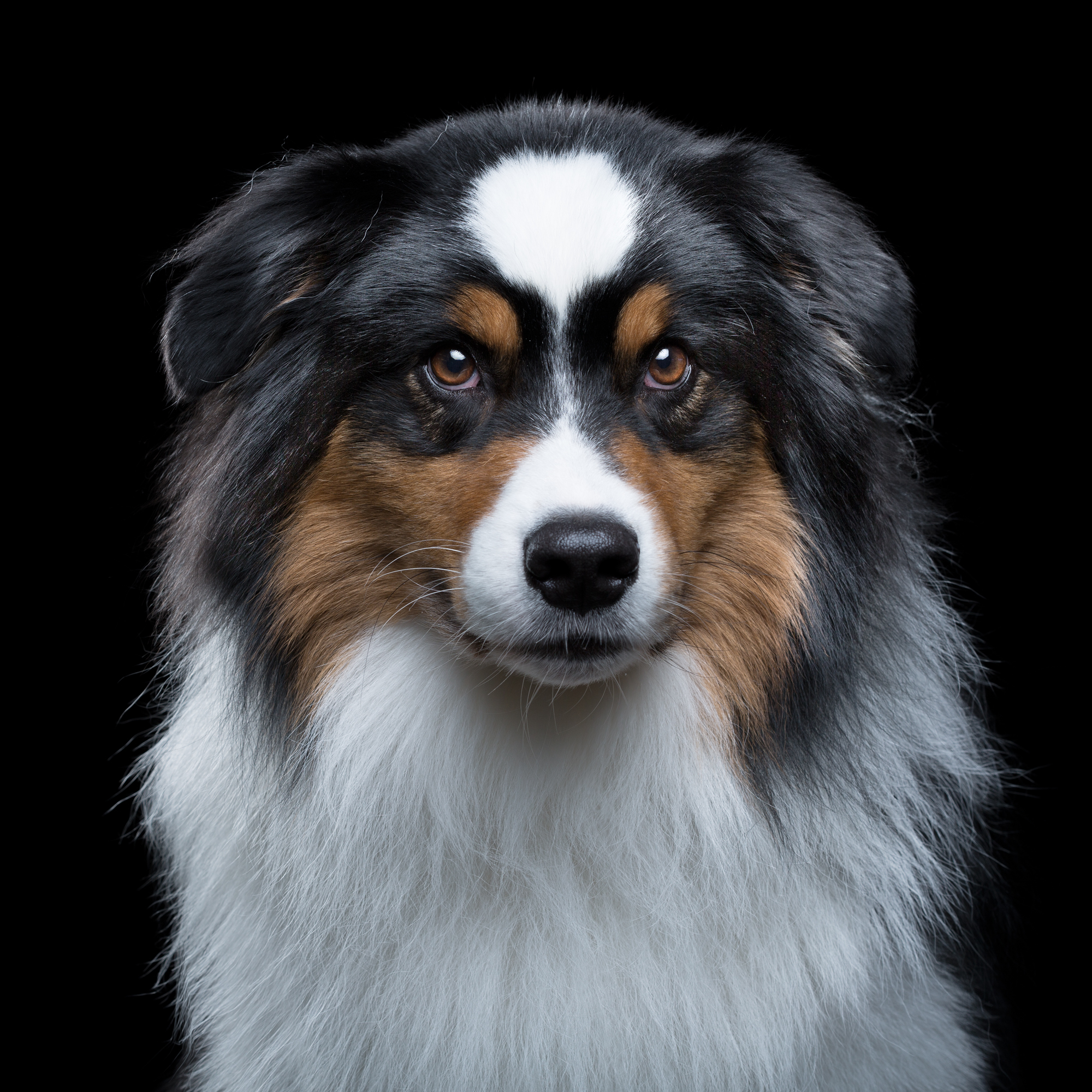 Rhythm [5M] (Australian Shepherd) 1515.jpg