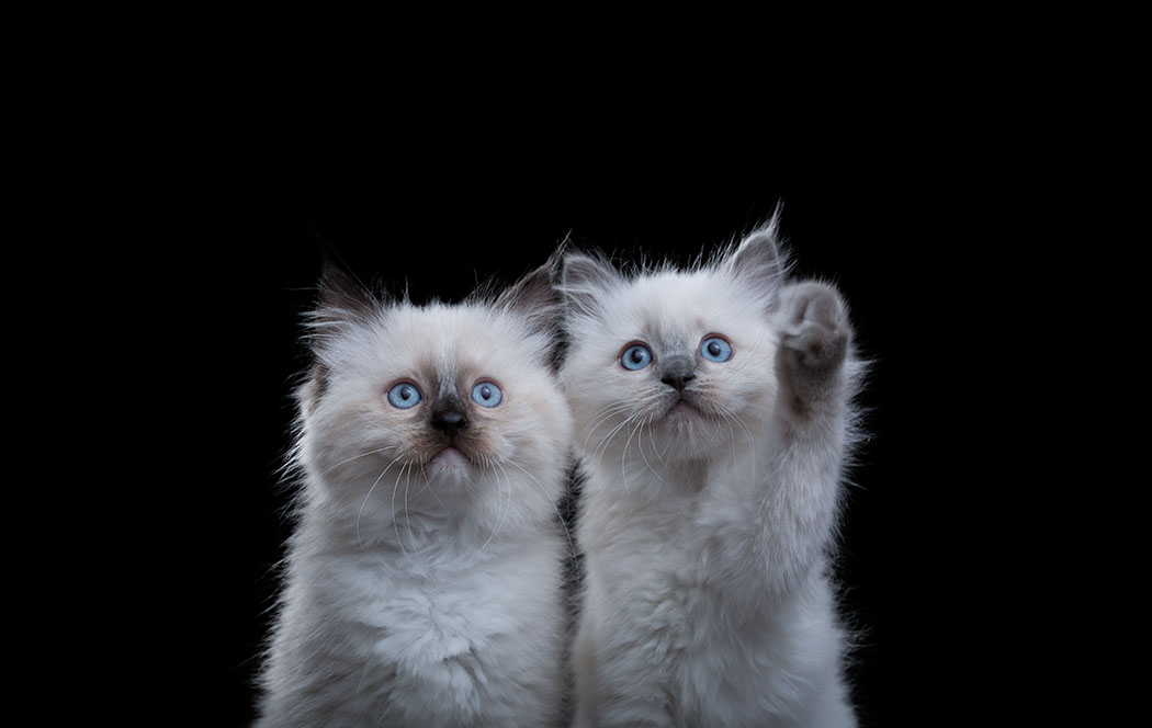 Ragdoll Kittens Website.jpg