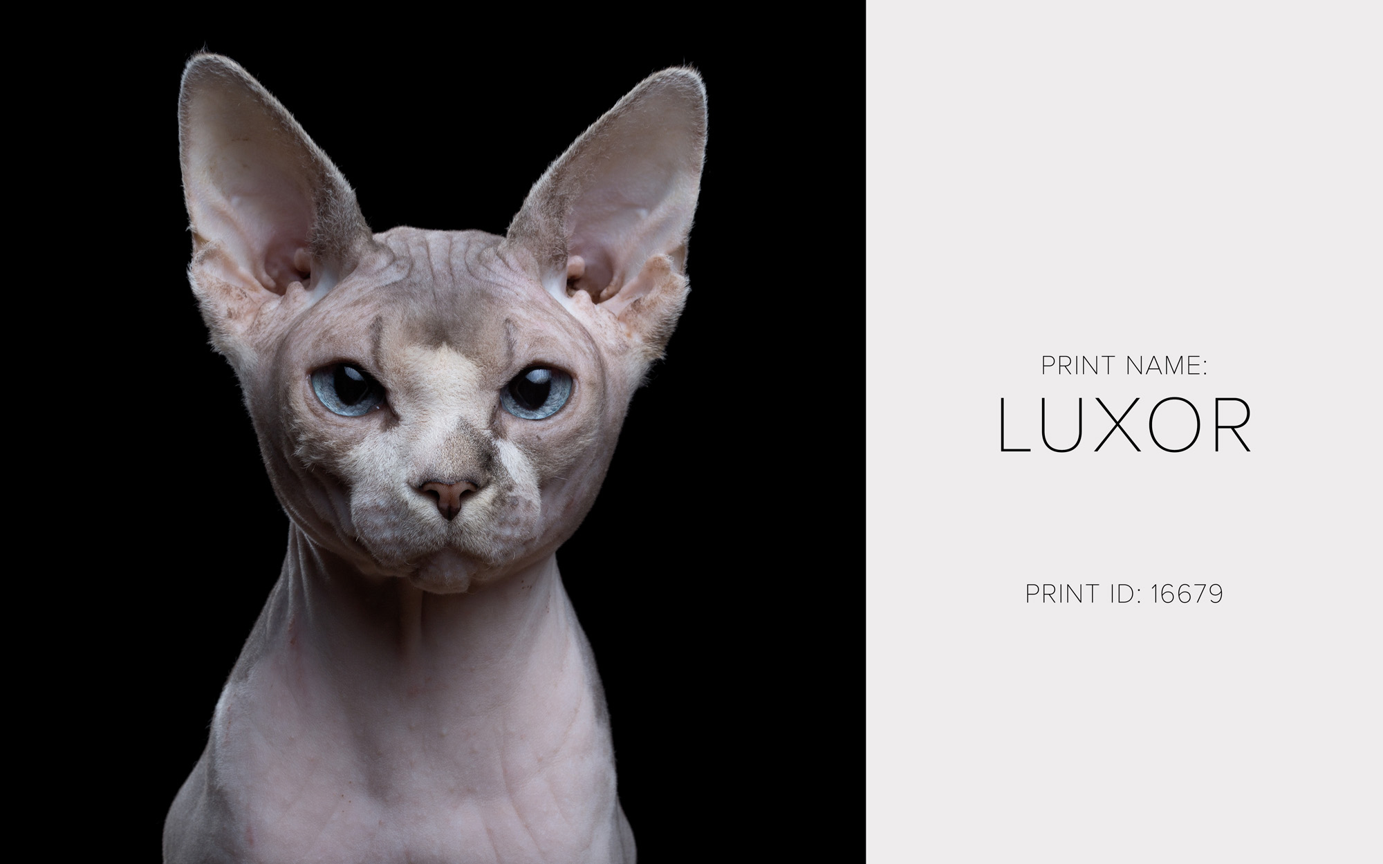 Luxor_Thumb.jpg