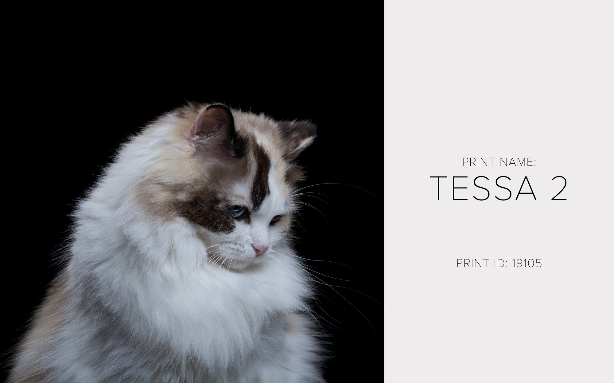 Tessa 2_Thumb.jpg