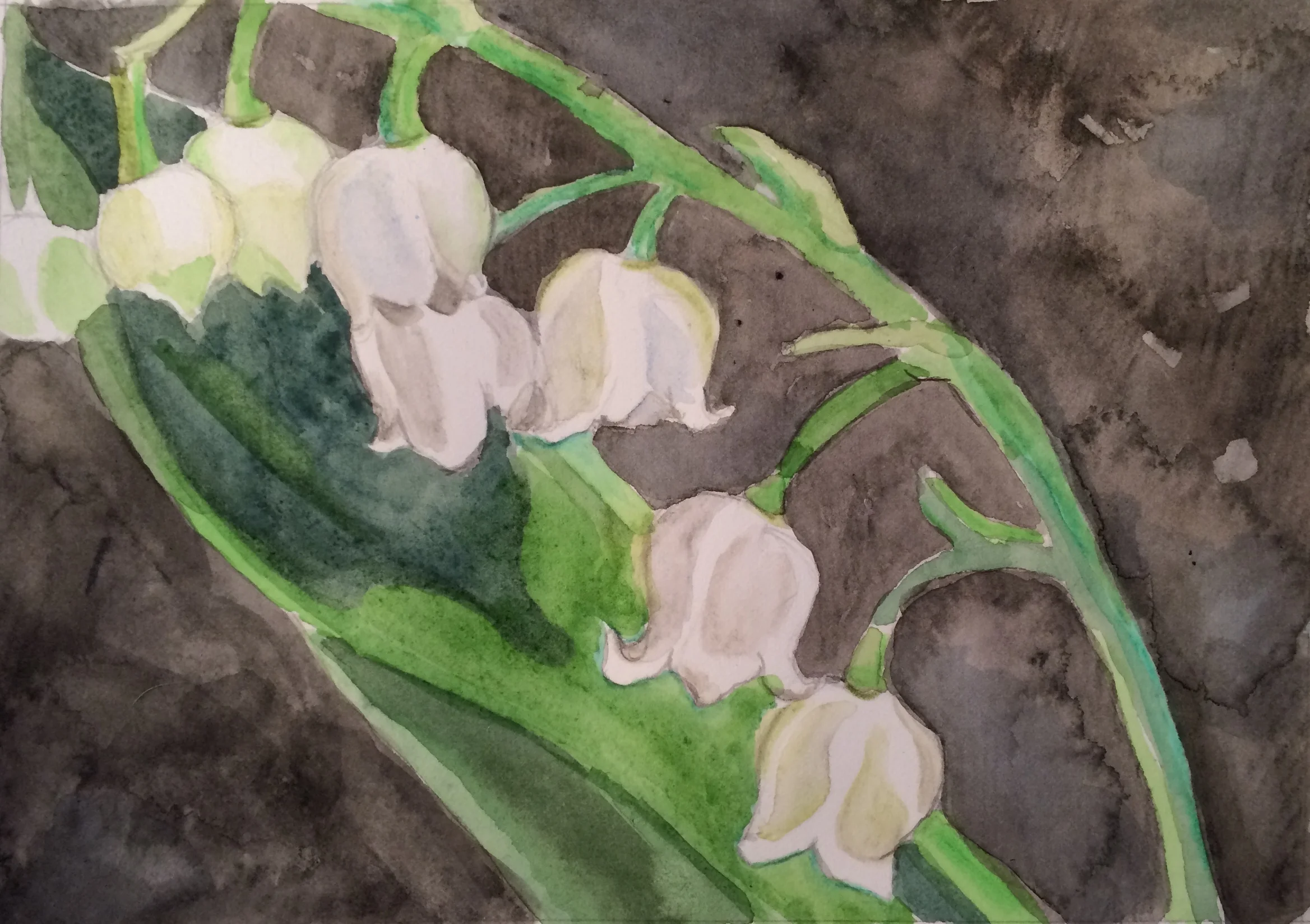 Lilly of the Valley