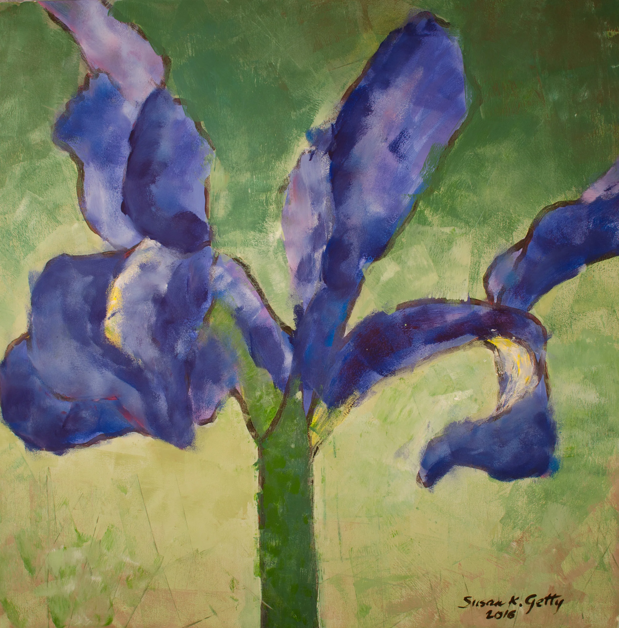 Iris Blooms