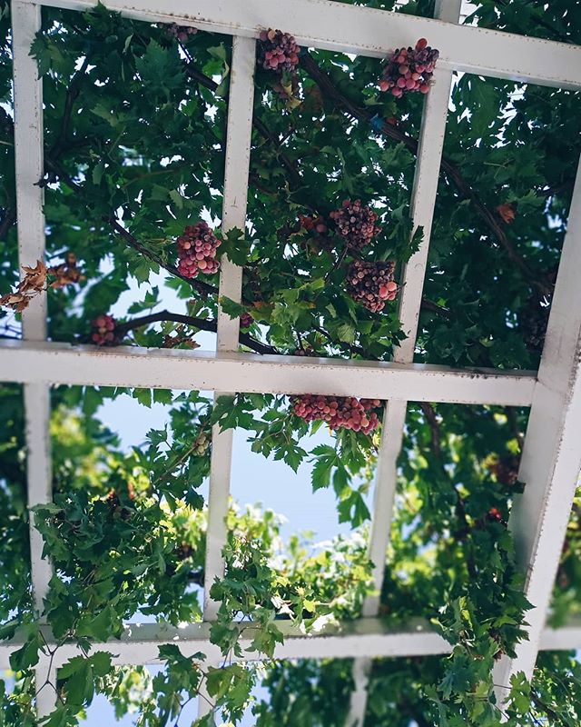 Beauty everywhere⁣
⁣
⁣
⁣
⁣
⁣
⁣
⁣
⁣
#hydra #greece #greekisland #vines #traveldestination #geometric #white #sky #freshisbest #yummy #grapes #local #farmtotable #beauty #lookup