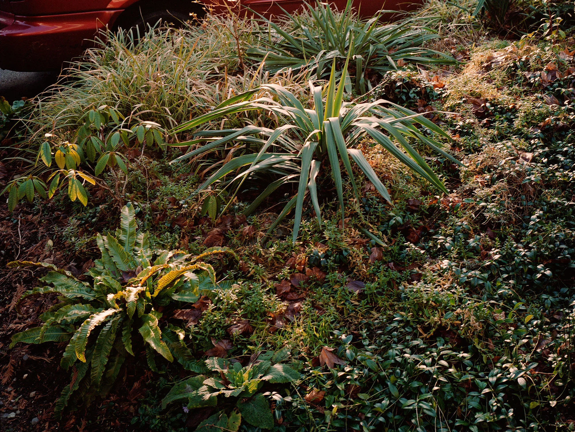 Vancouver_Mamiya7_Roll06__02.jpg