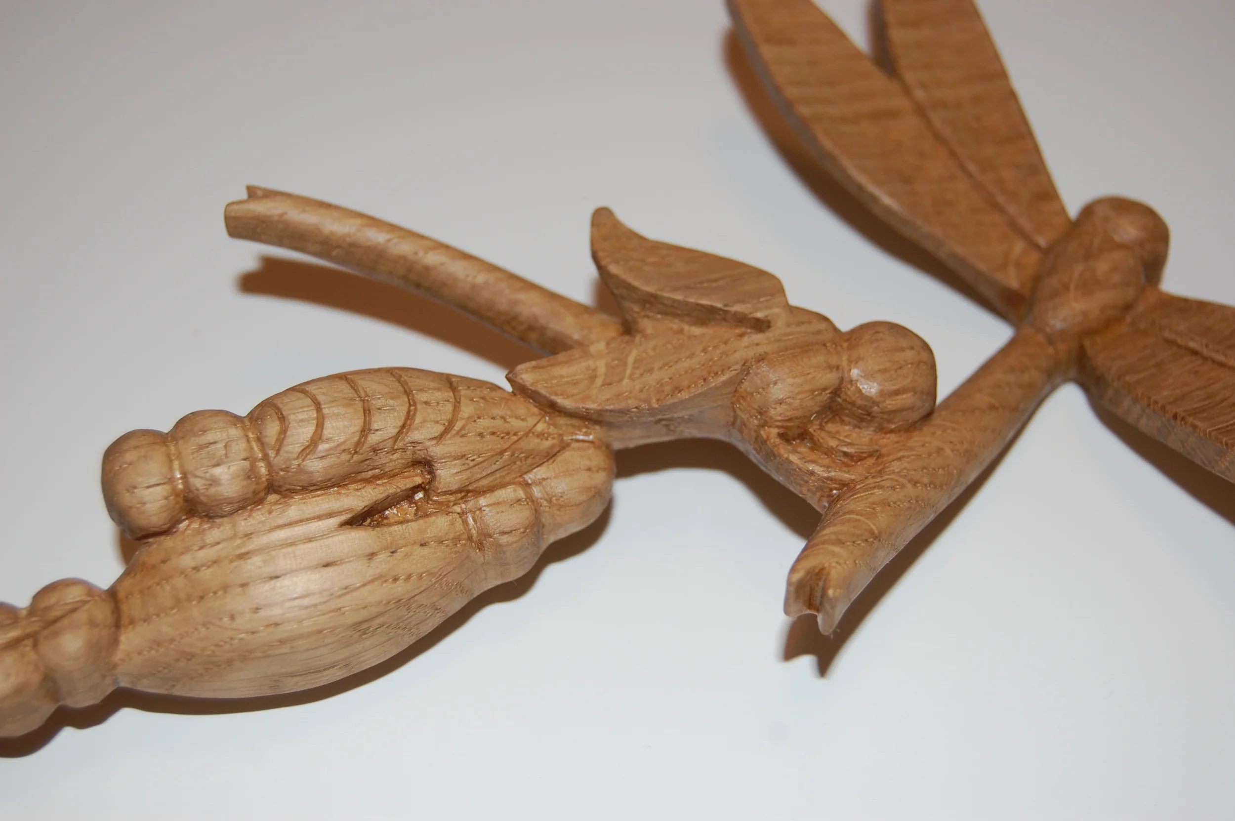 Dragonfly Metamorphosis