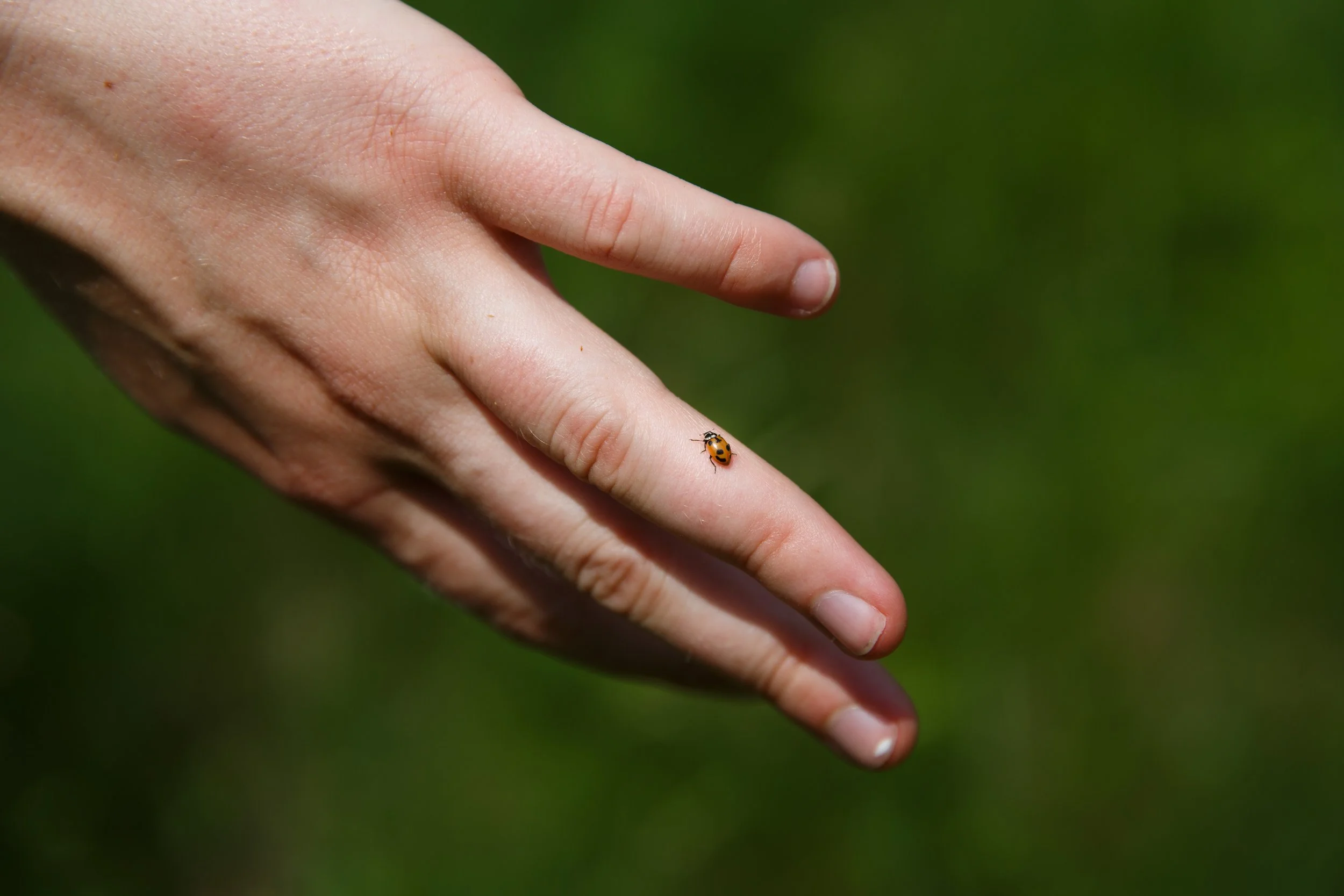  Julia Pupko, an ECO AmeriCorps volunteer working as a community science outreach naturalist with the Vermont Center for Ecostudies, takes a closer look at a parenthesis lady beetle, which is native to Vermont, at Norwich Nature Center in Norwich, Vt