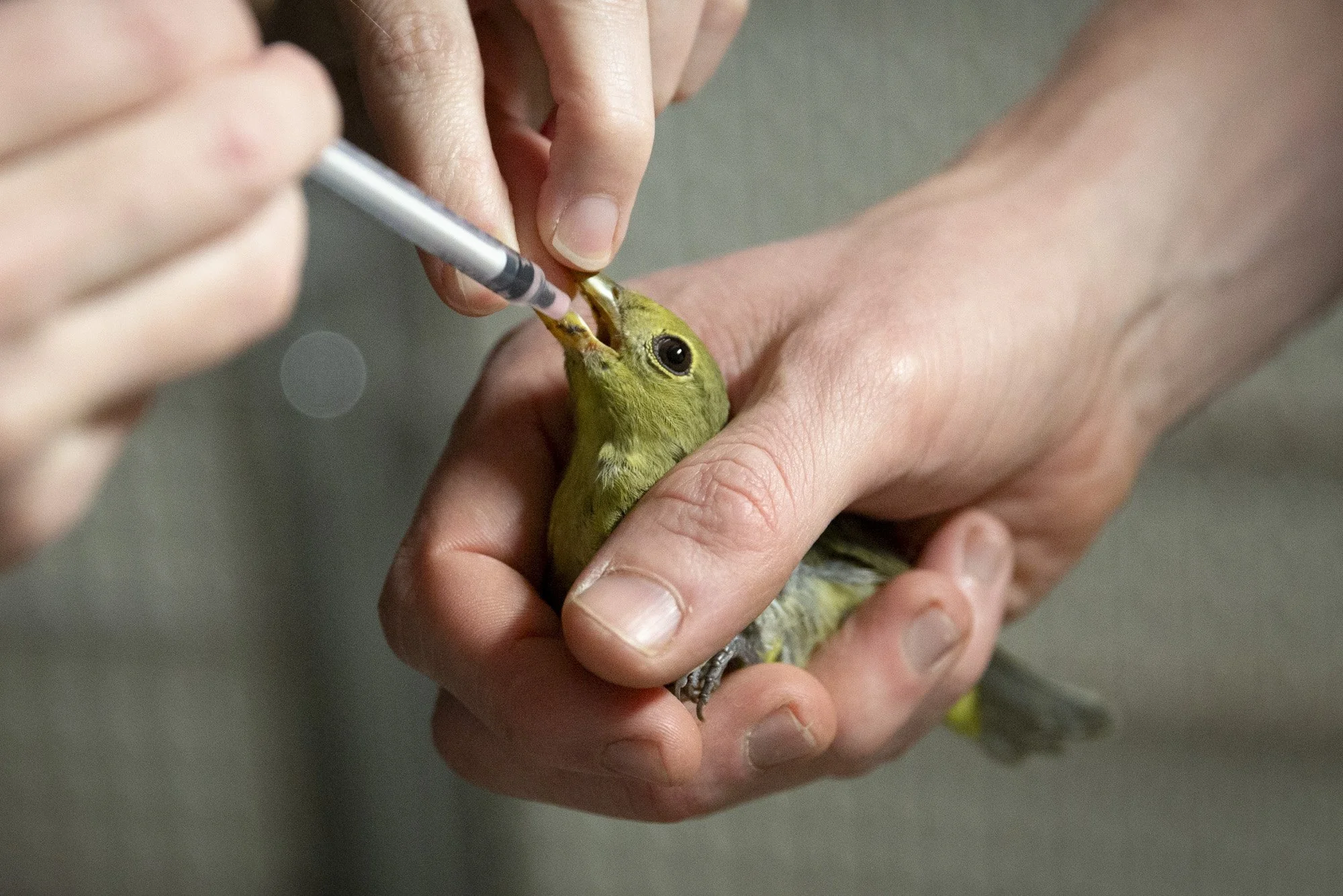  Director Grae O’Toole, left, and assistant director Bren Lundborg administer medication to a scarlet tanager in the Center for Wild Bird Rehabilitation and Ambassador Care at VINS in Quechee, Vt., on Thursday, Nov. 21, 2024. Songbirds accounted for 
