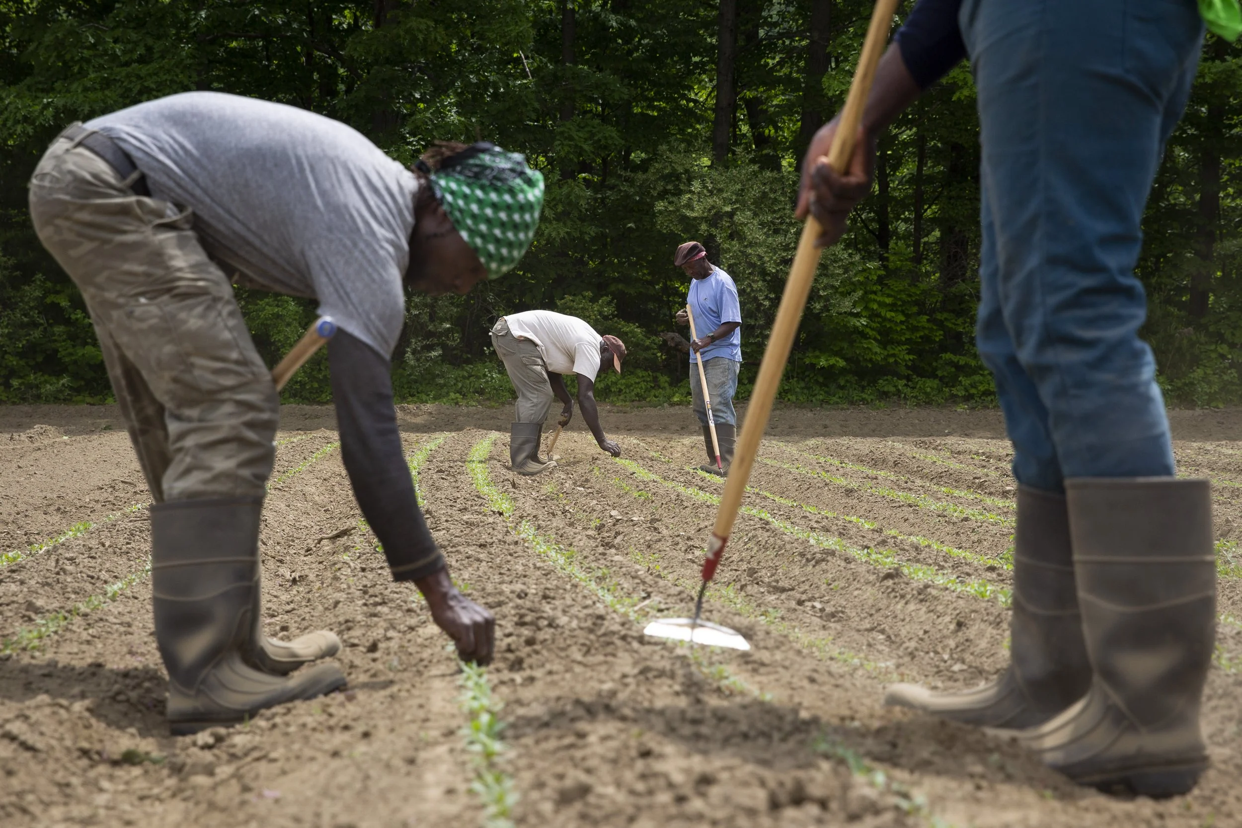  From left, Alvin Carty, Murray Bailey, Isiah Carty and Donavan Bailey, guest workers from Jamaica, weed rows of beets grown from seed at Deep Meadow Farm in Ascutney, Vt., on Friday, May 27, 2022. Direct seed crops like beets and carrots have gotten