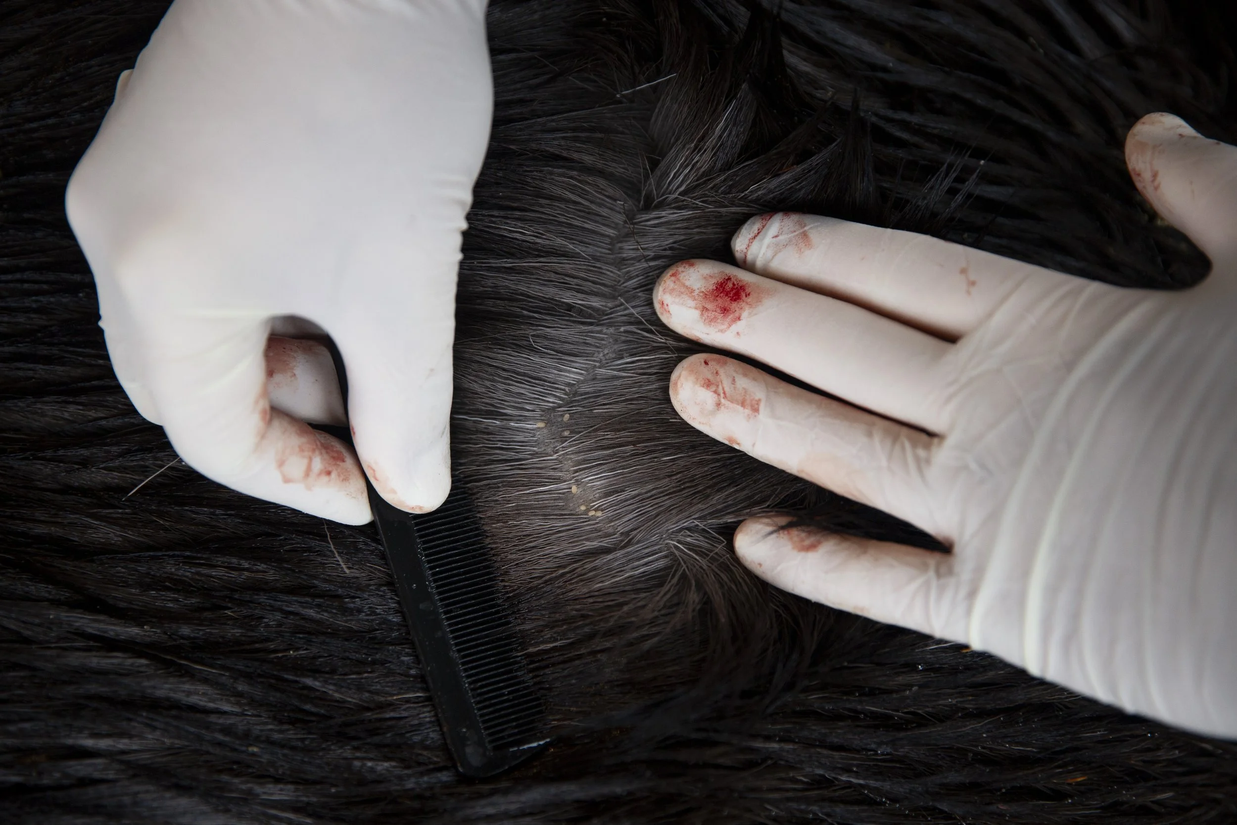  Vermont Fish and Wildlife Department deer and moose project leader Nick Fortin finds several engorged larval ticks as he combs through the fur of a cow moose at a biological check station at the Island Pond State Highway Garage in Island Pond, Vt., 