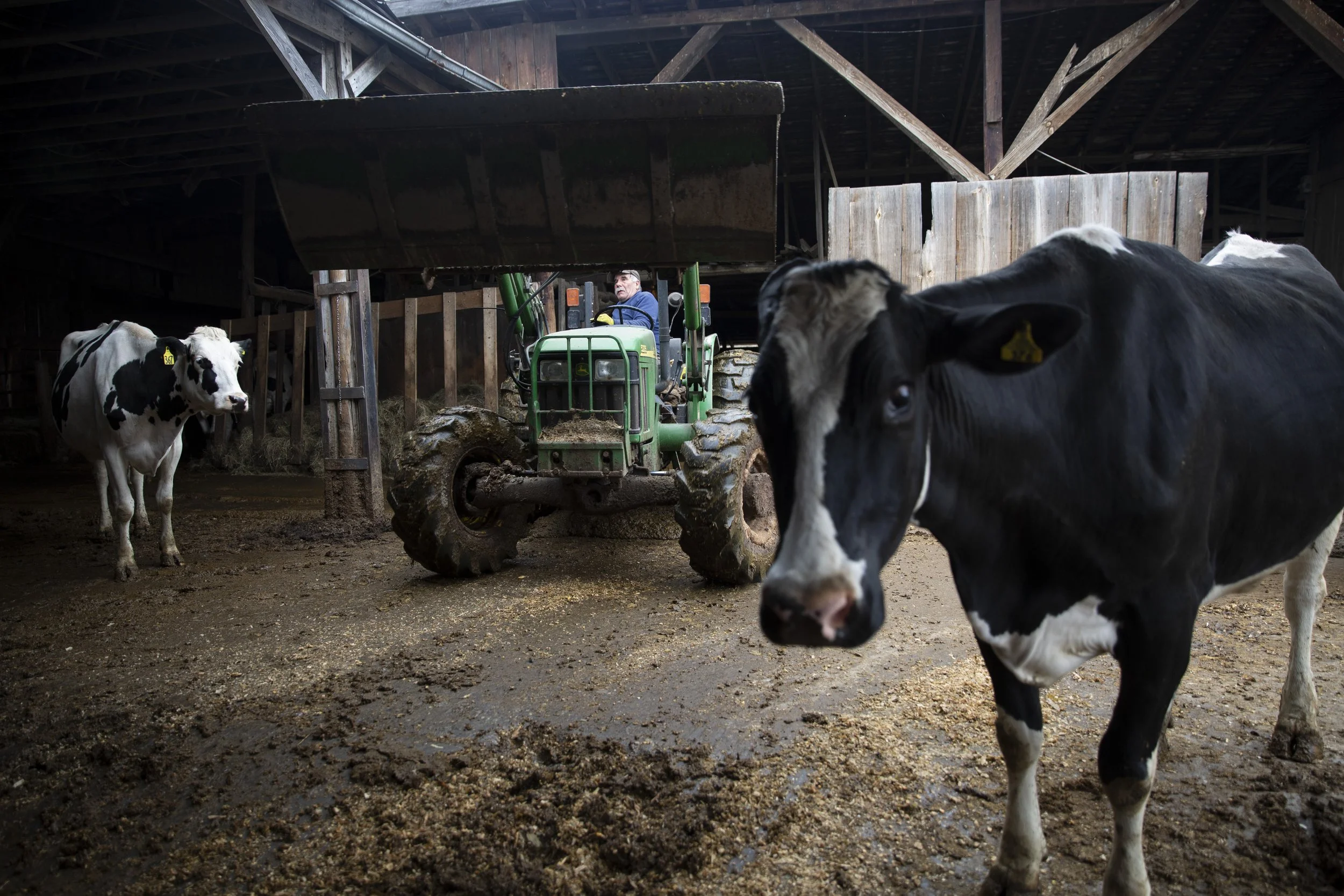  Jimmy Kinnarney, of South Royalton, Vt., mucks out stalls and scrapes manure from the barnyard at Westlands Farm on the border of Sharon and South Royalton, Vt., on Wednesday, April 3, 2024. Kinnarney has been working on the farm for 22 years, and i