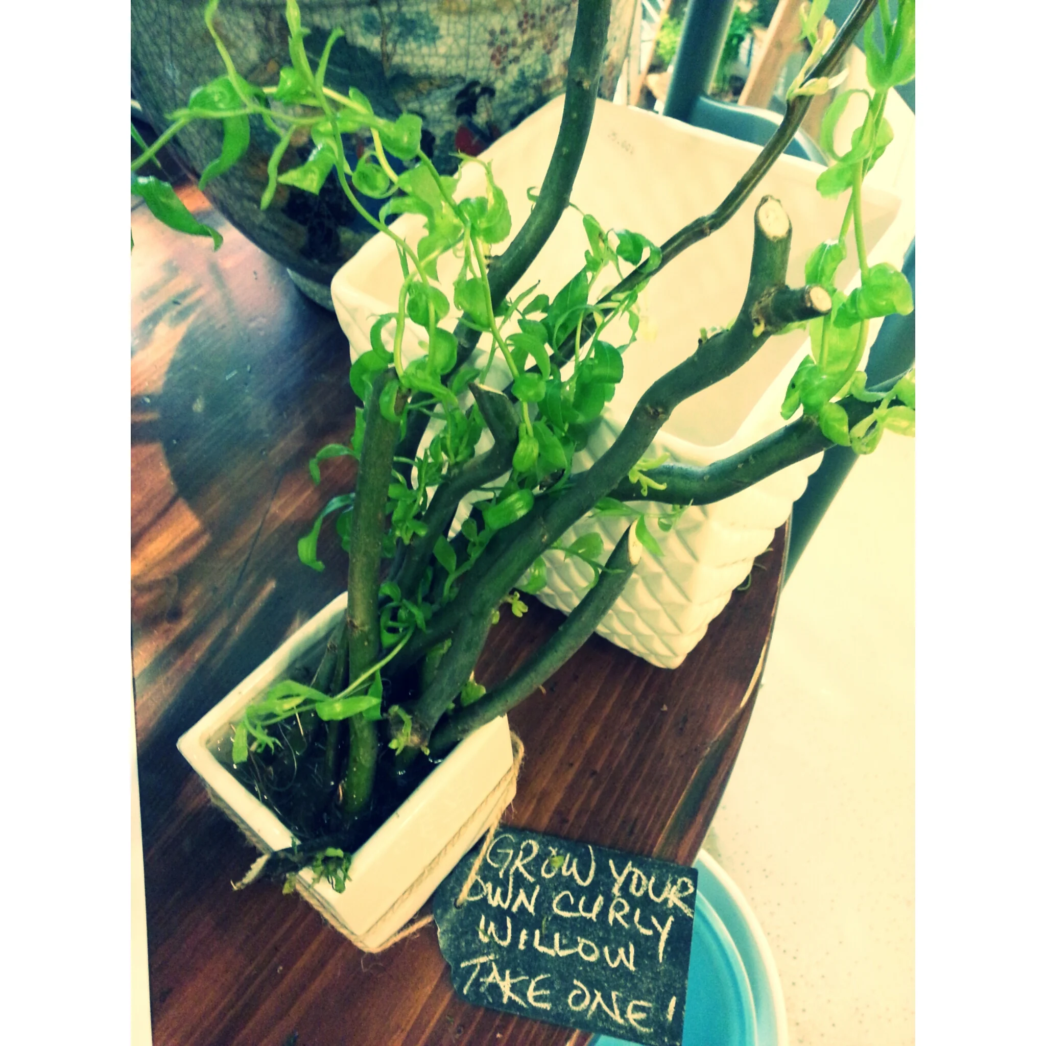 curlywillow.jpg