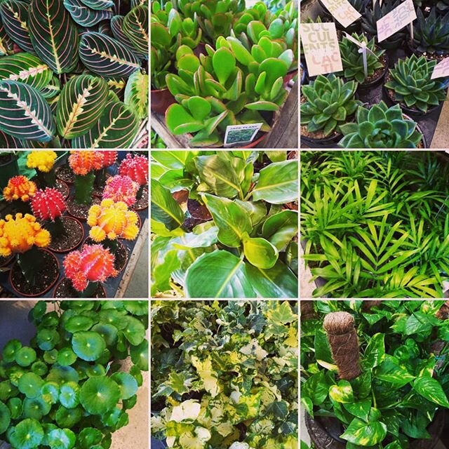 We are bursting with new tropicals today! #maranta #jade #pennywort #neanthebellapalm #pothos #graftedcactus #ivy #echeveria #birdofparadiseplant  #notenoughplants