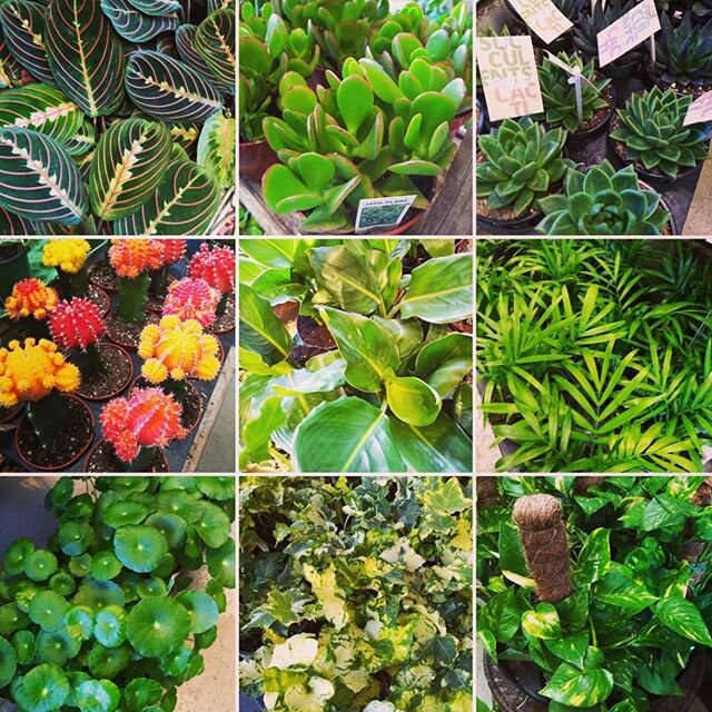 We are bursting with new tropicals today! #maranta #jade #pennywort #neanthebellapalm #pothos #graftedcactus #ivy #echeveria #birdofparadiseplant  #notenoughplants