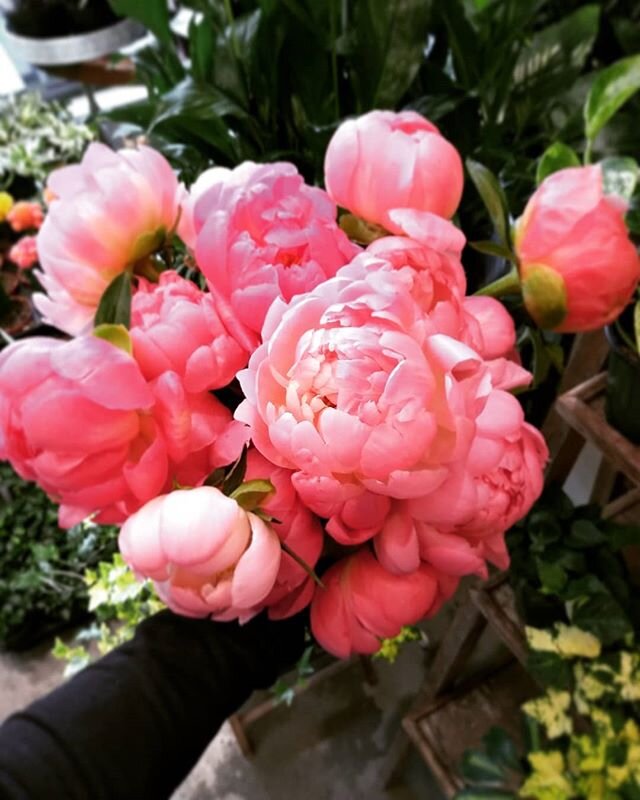 The perfect stage.  Can't get enough of these beauties!🤗 #peonies