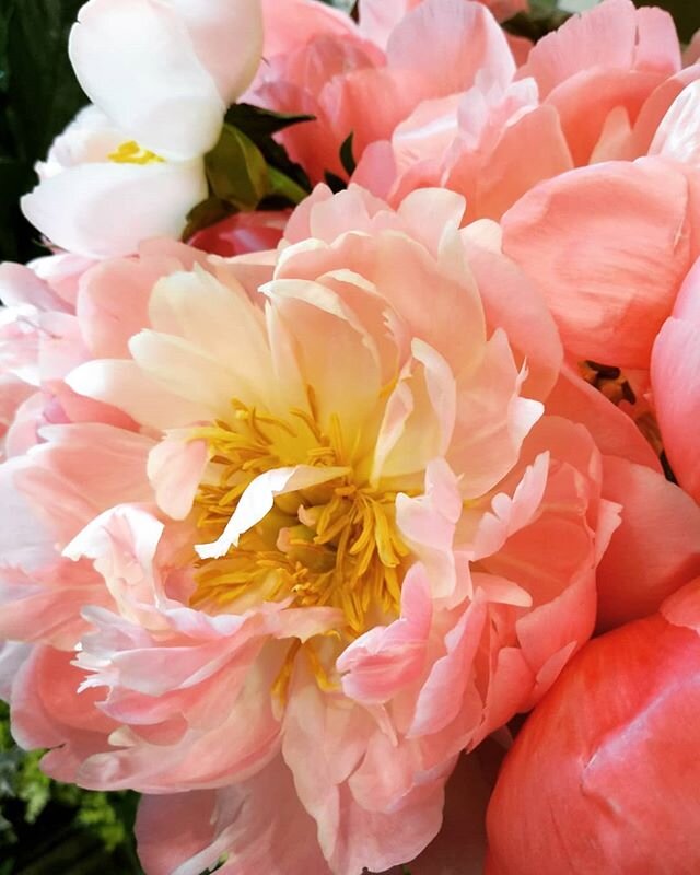 I think this should be made into a wallpaper! #peonywallpaper