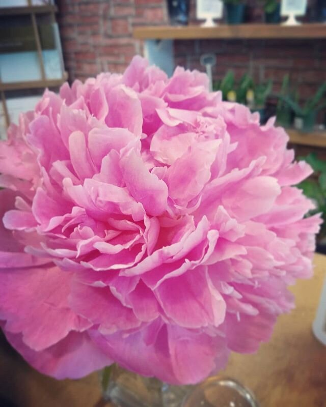 Peonies go through such amazing transformations.  It's like opening up a pop card everytime.  #dralexflemingpeony
