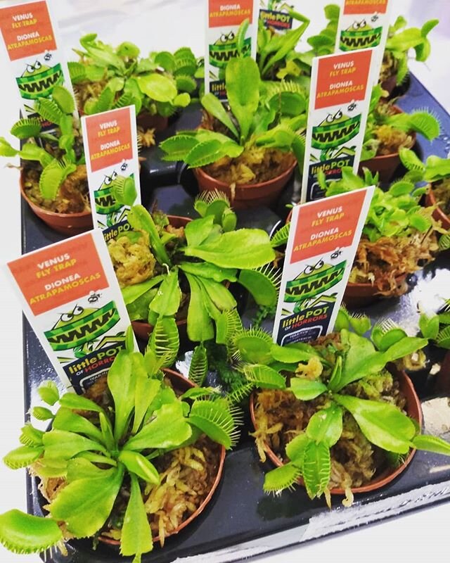 The traps are hungry!  Venus fly traps in stock now. #venusflytrap