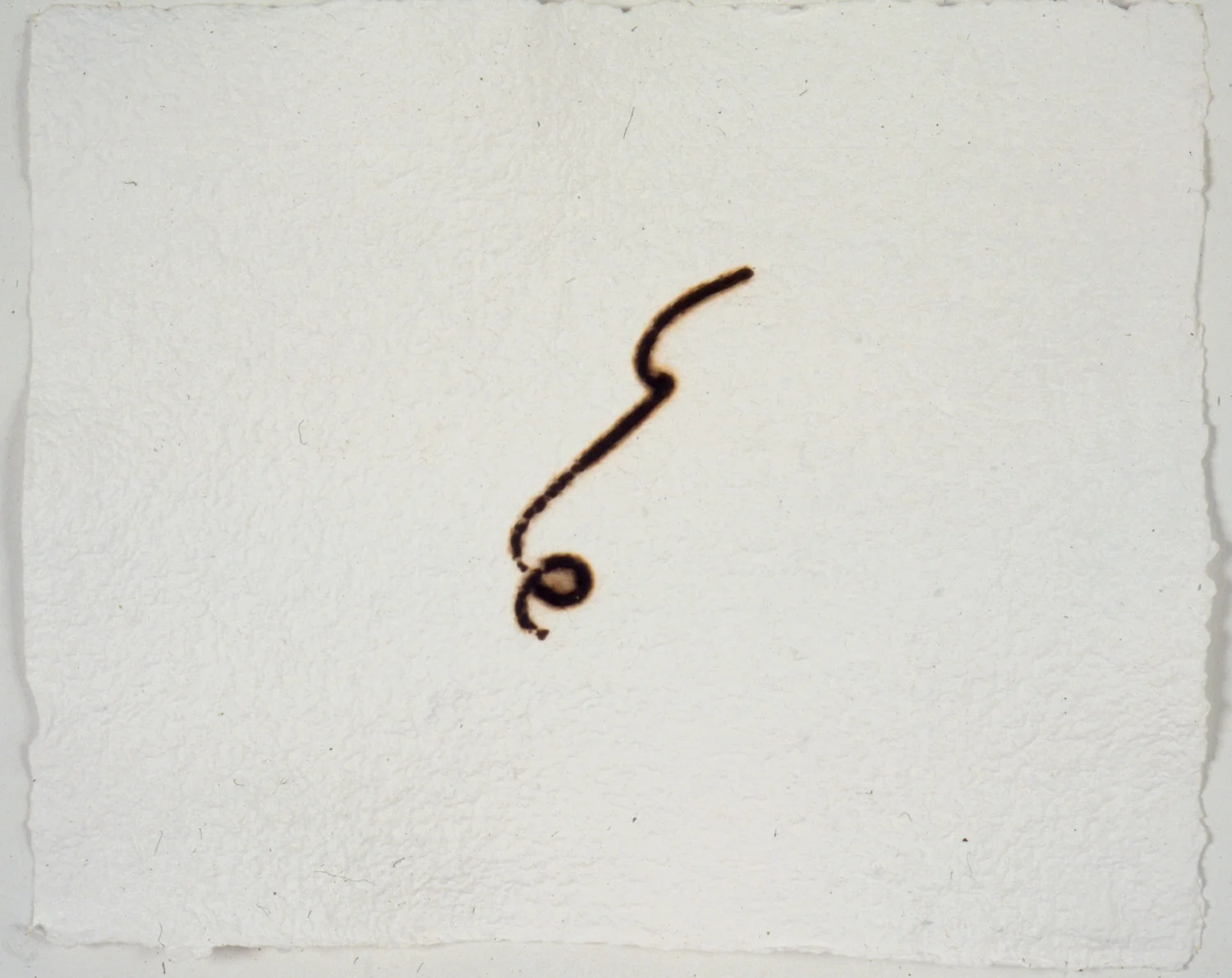 Pubes
