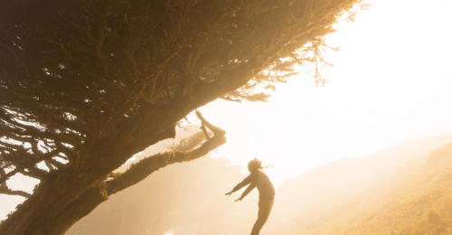 roots and wings animated.gif