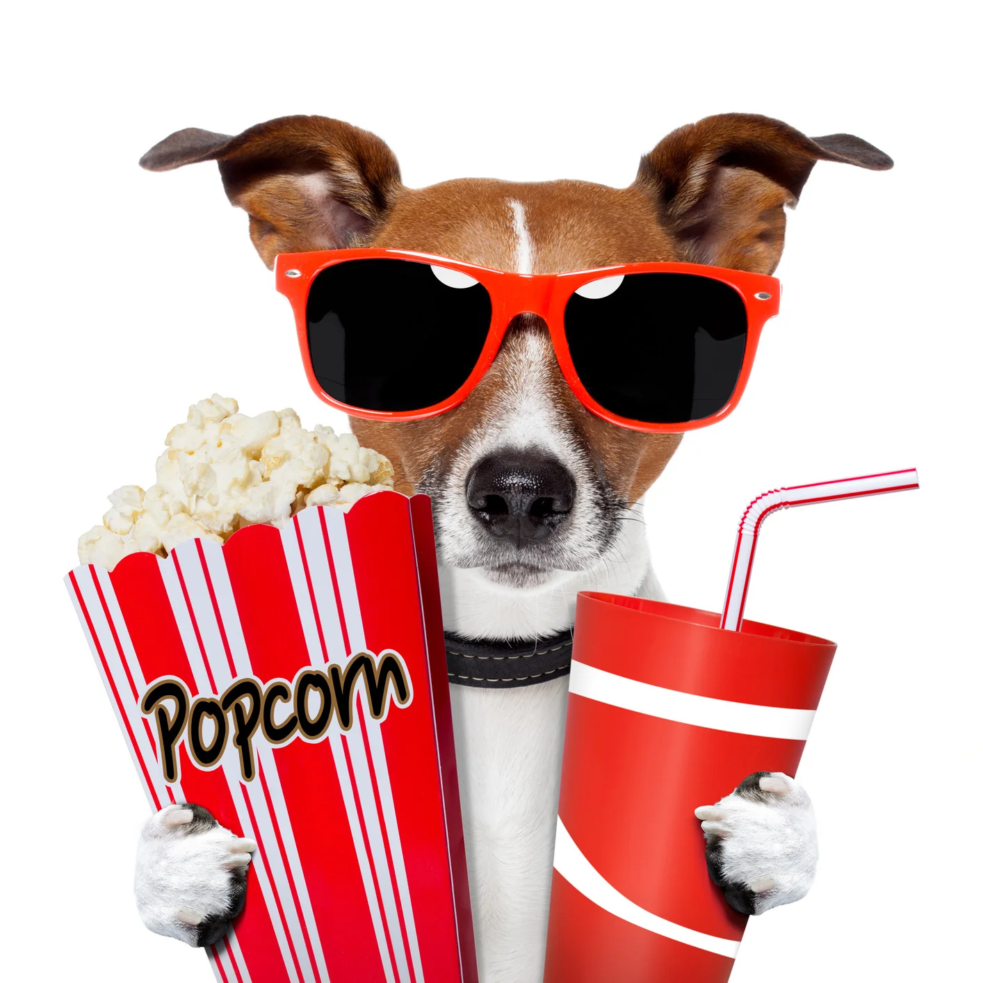 Cinema Under the Stars