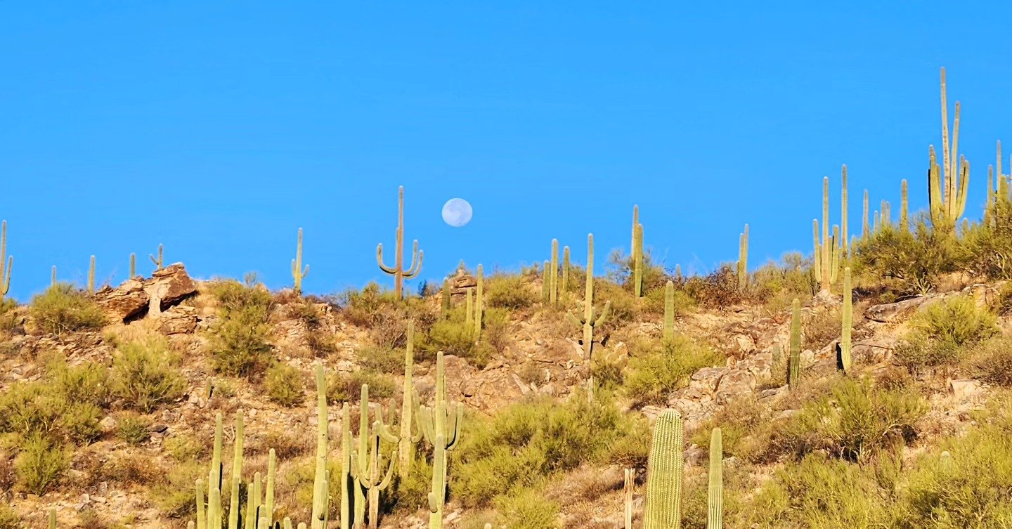 moon saguaros by michael bush.jpg