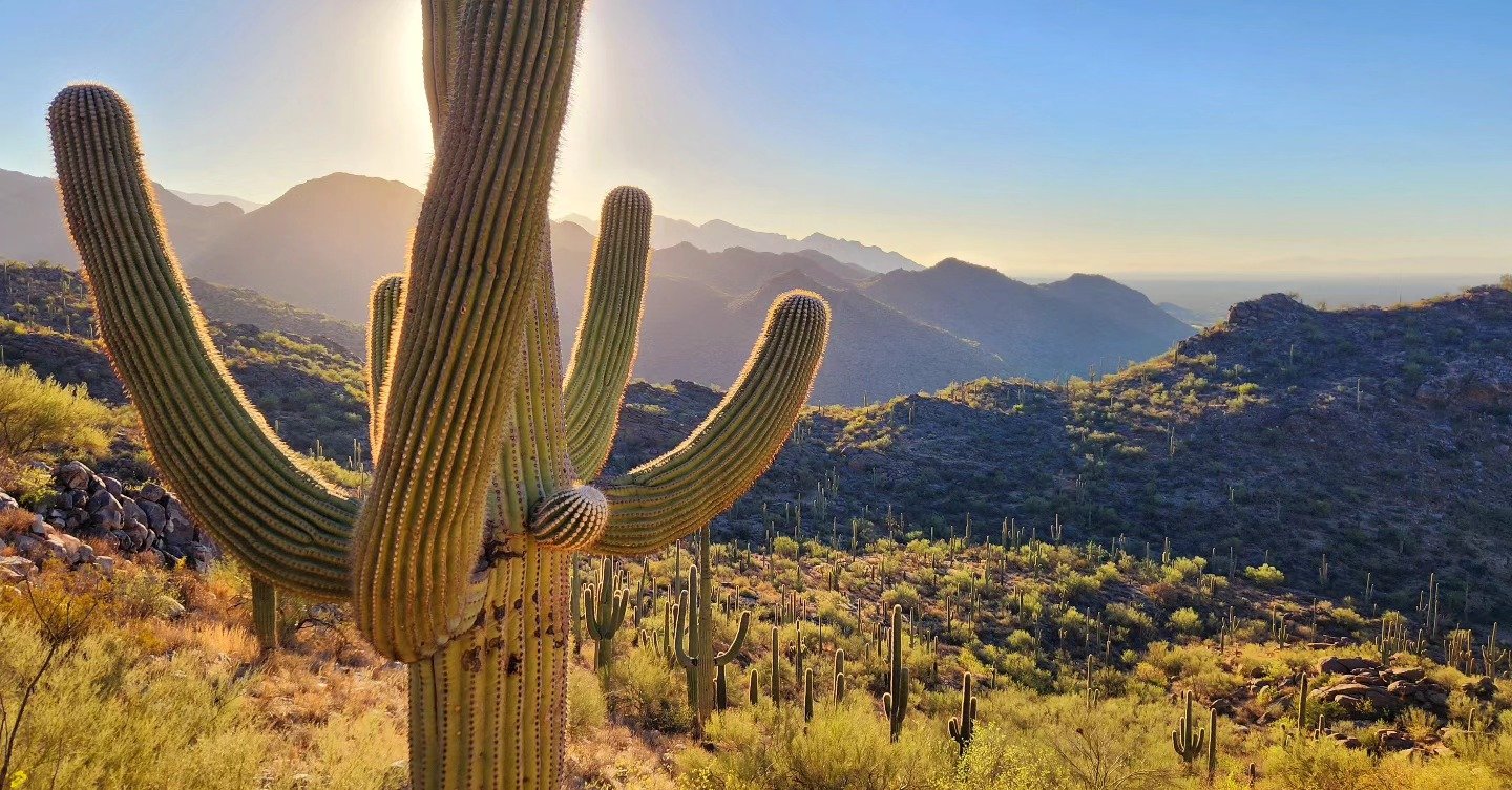 saguaro morning by michael bush.jpg