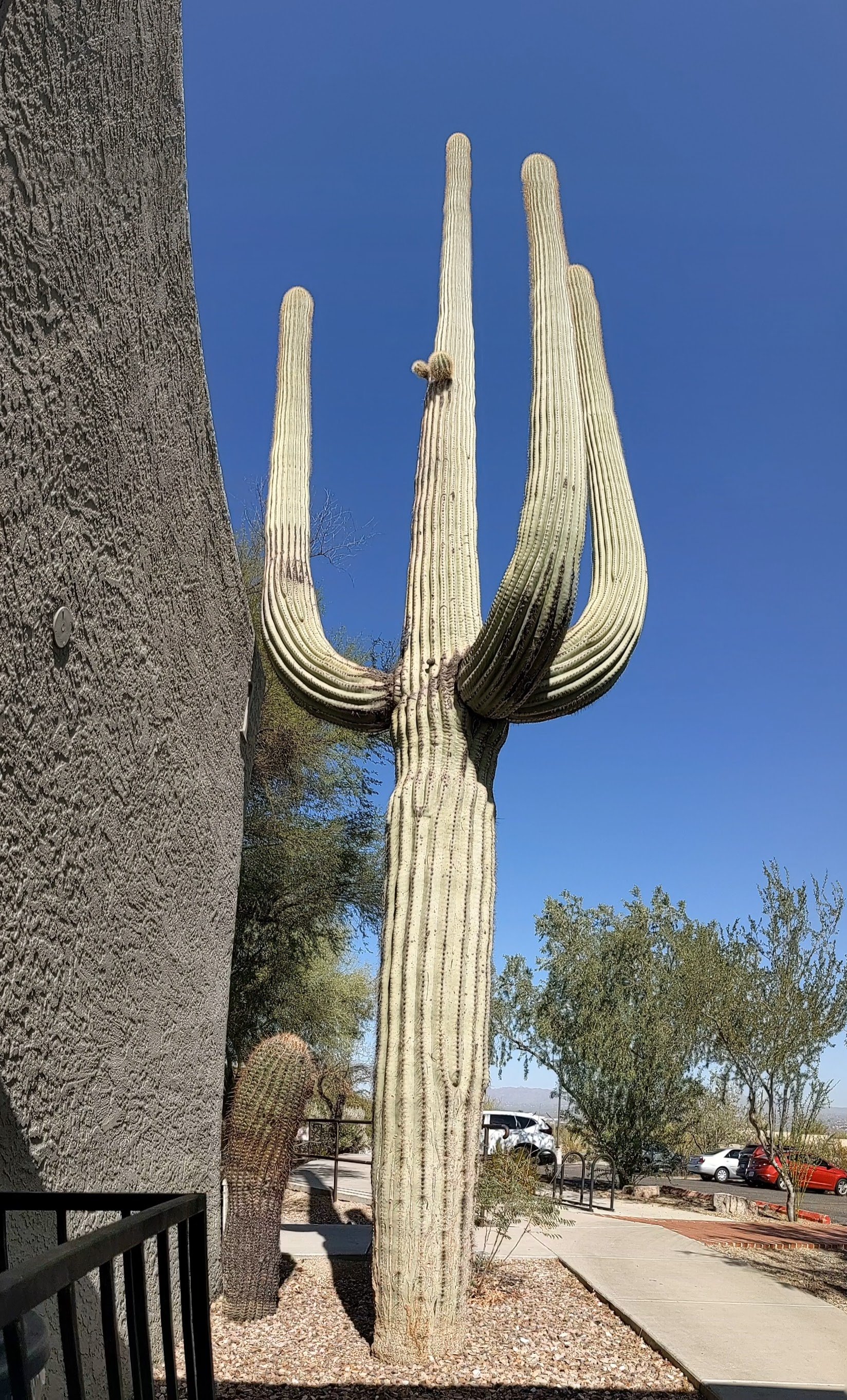 tall saguaro by RRC office by wende.jpg