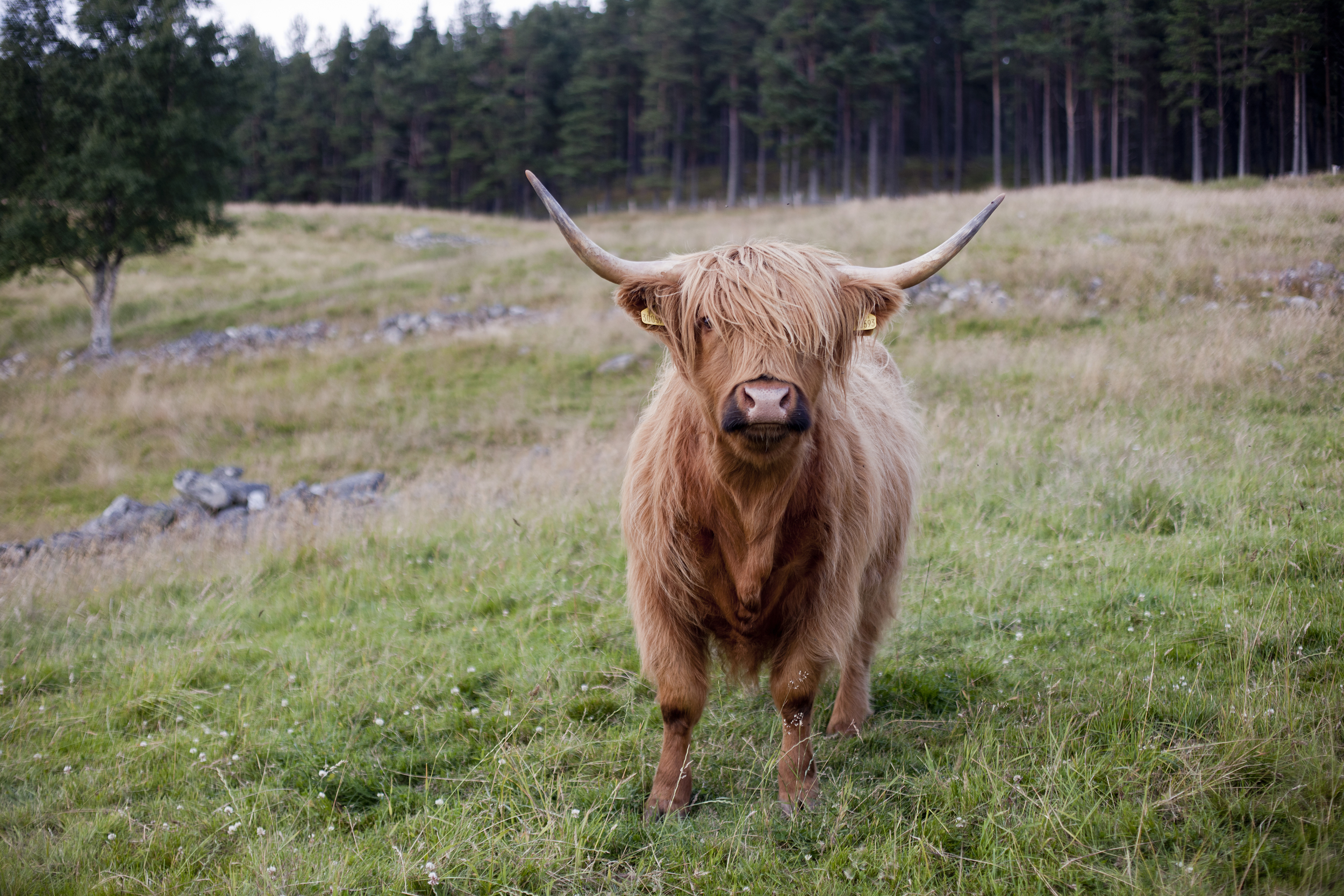 culfoich_highlanders_0029.jpg