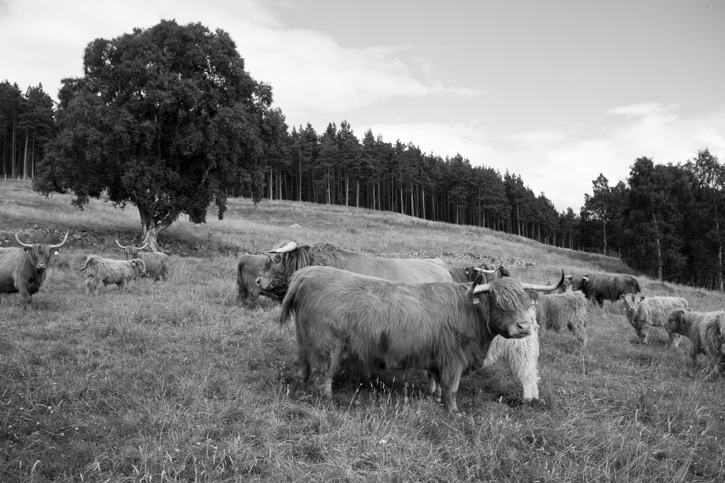 culfoich_highlanders_0064.jpg