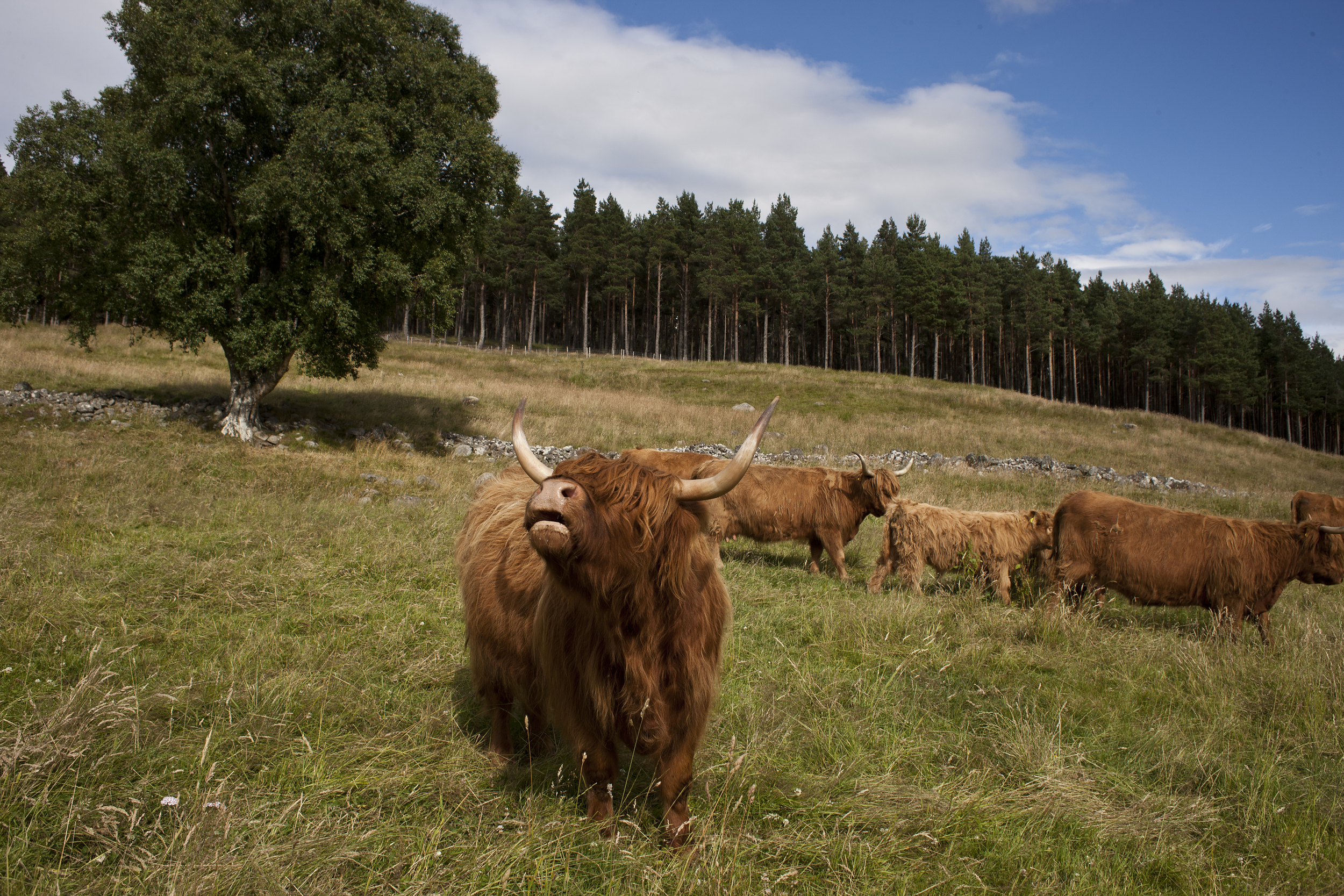 culfoich_highlanders_0082.jpg