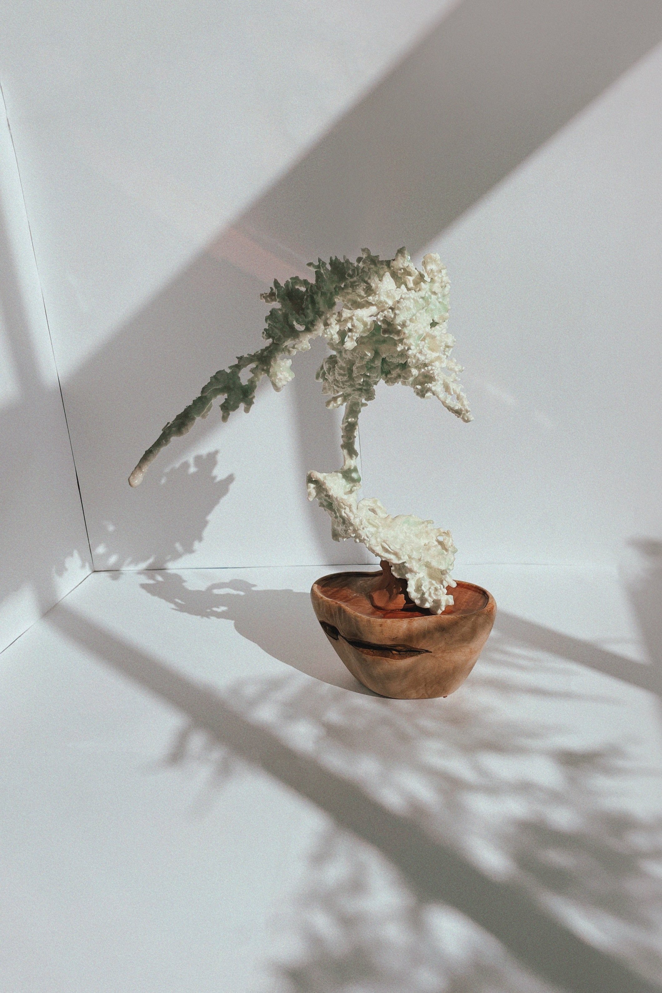  Juniper  31 x 24 x 20 cm. 