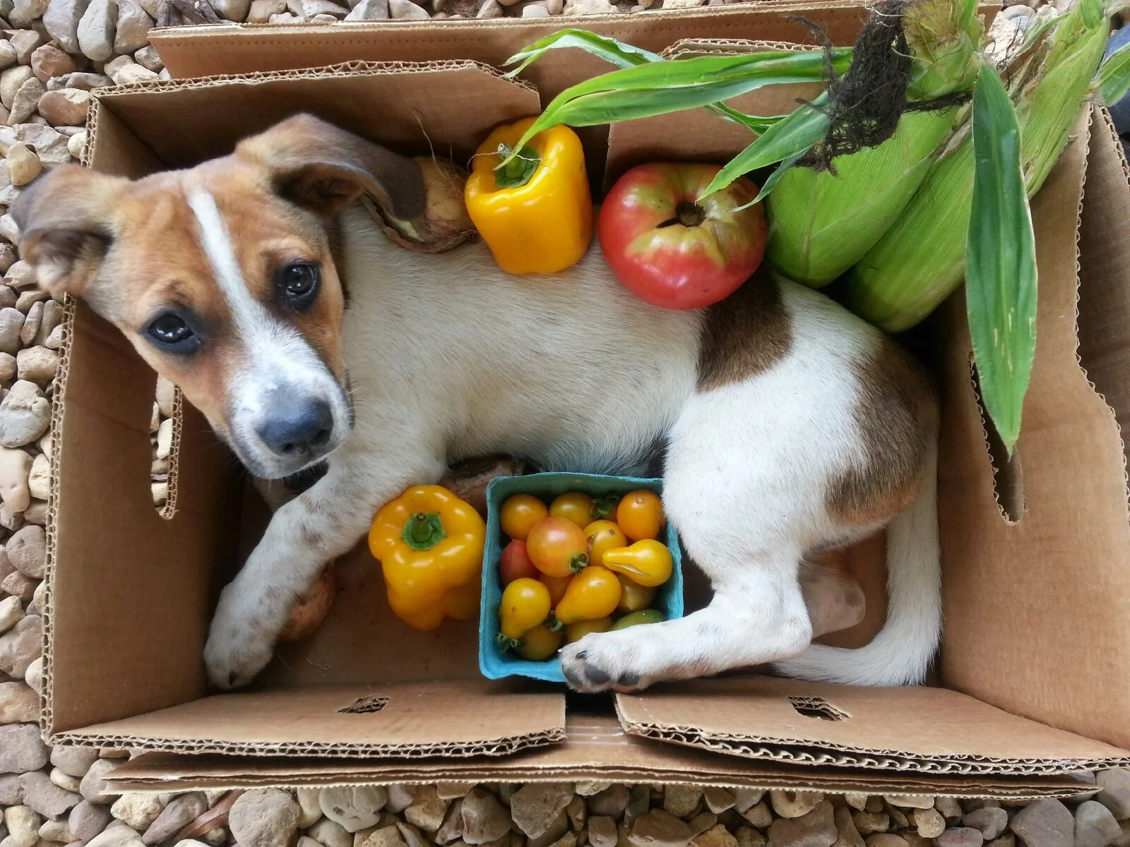 Elvis (not included in CSA box)