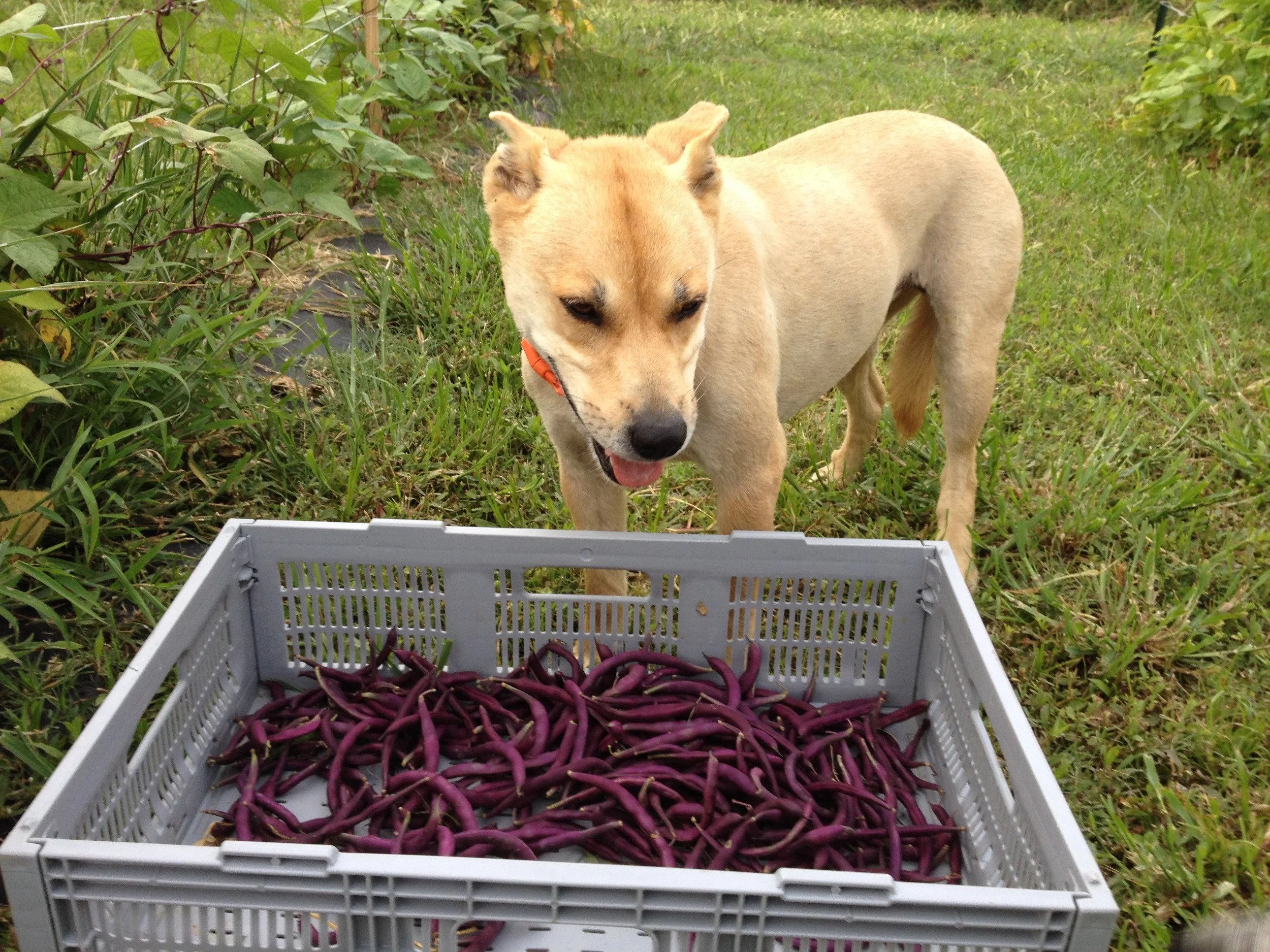 See the Farm — Two Dog Farms