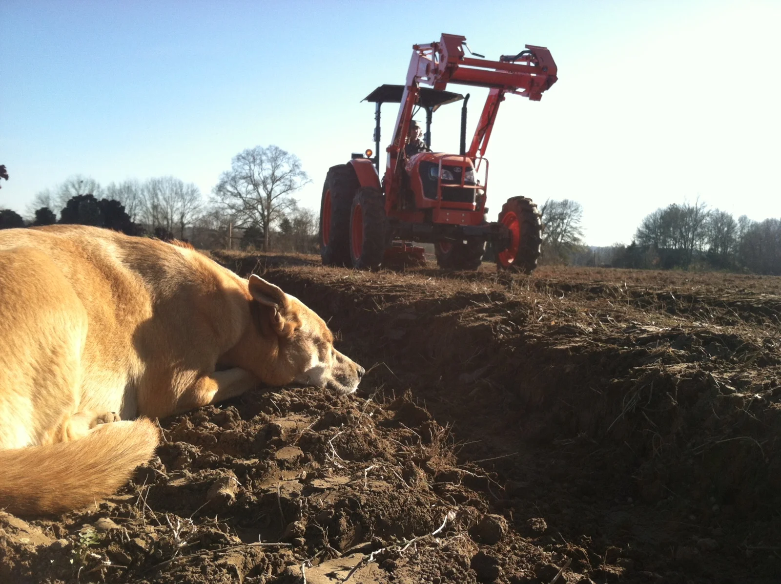 See the Farm — Two Dog Farms