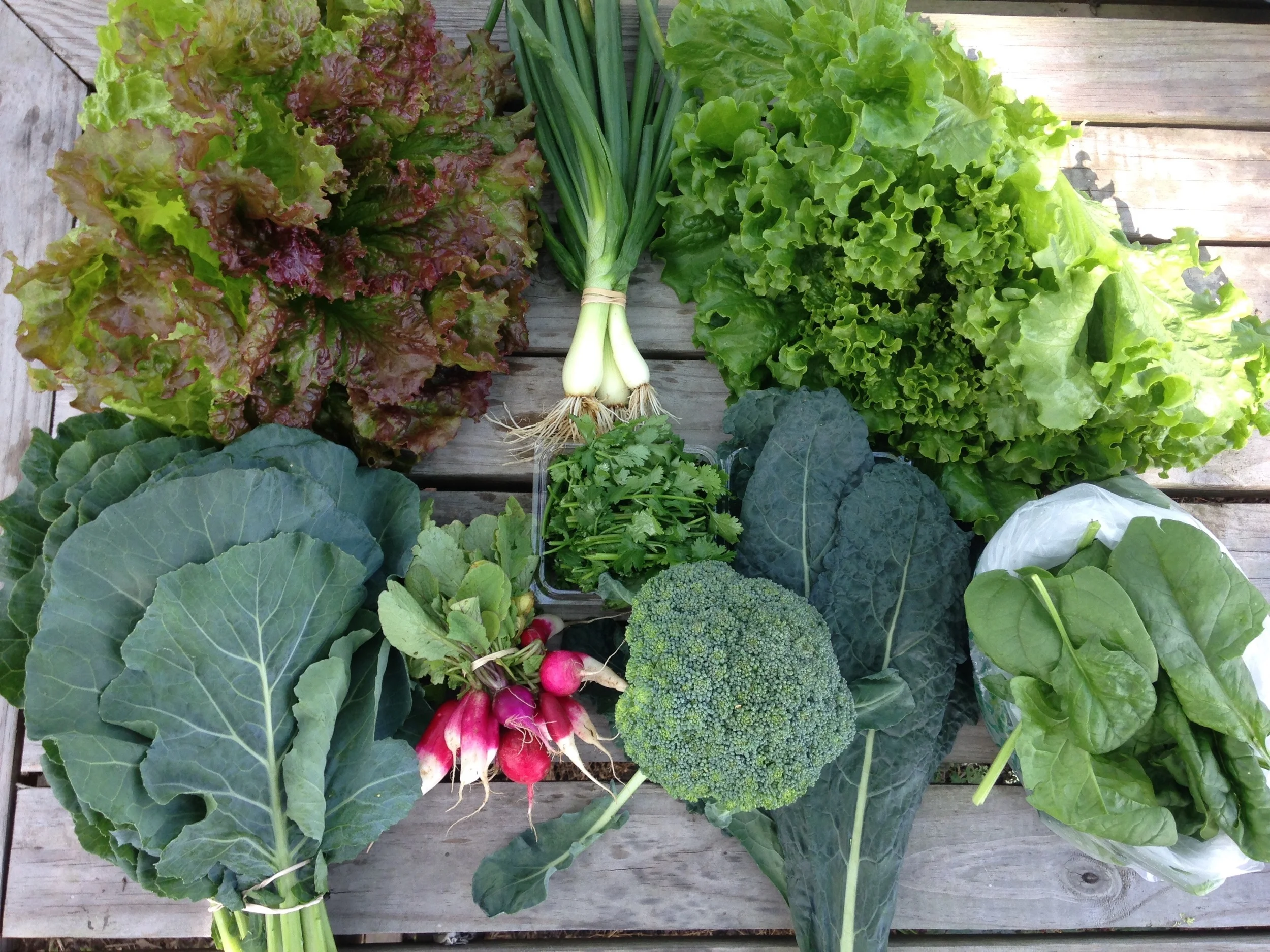 from top left to right: red leaf lettuce, yellow spring onions, and green leaf lettuce from bottom left to right: collard greens, radishes, cilantro, broccoli, dinosaur kale, and spinach