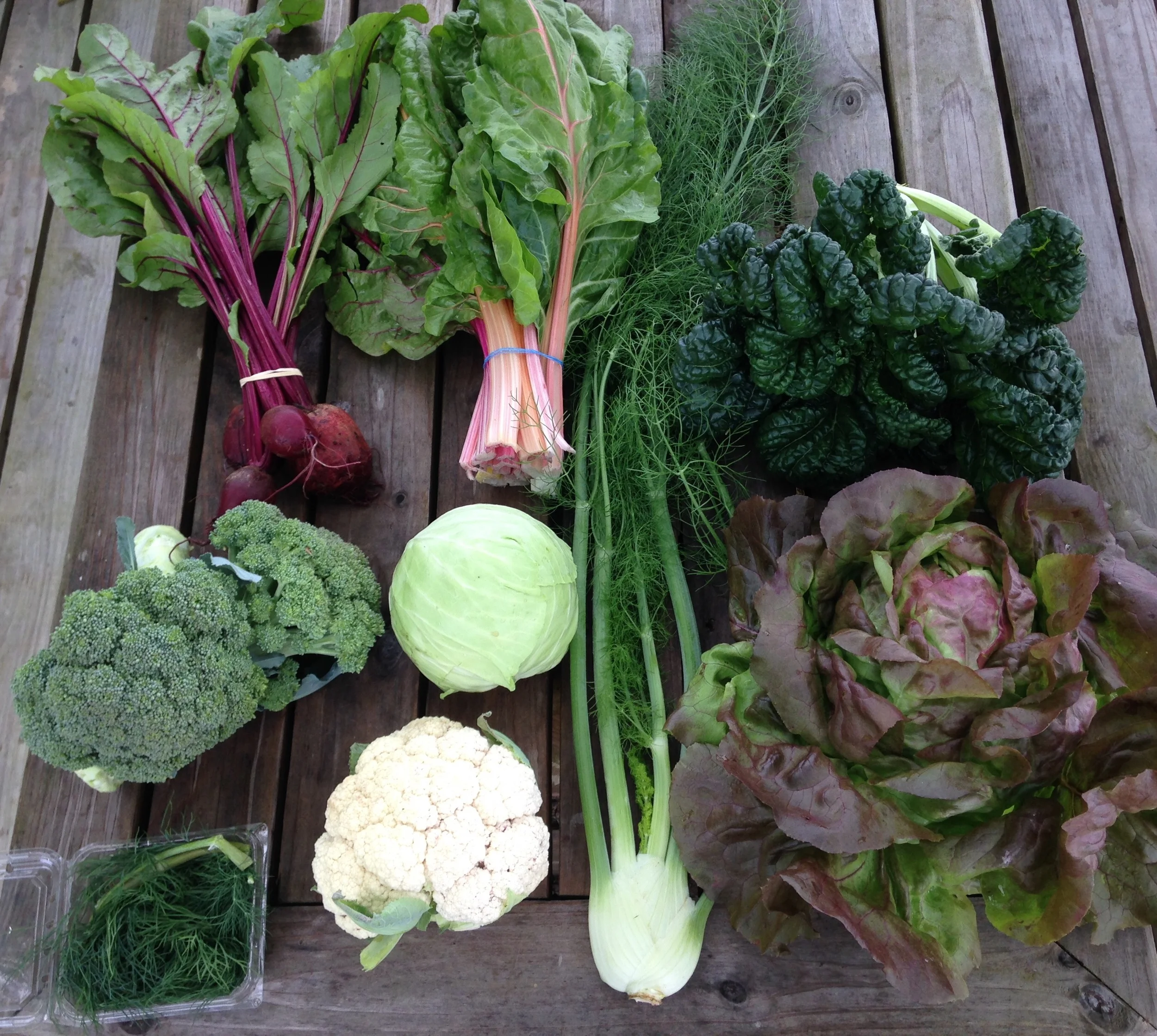 top row left to right: beets, swiss chard, yukina savoy. middle row left to right: broccoli, green head cabbage bottom row left to right: dill, cauliflower, fennel, red bibb lettuce.