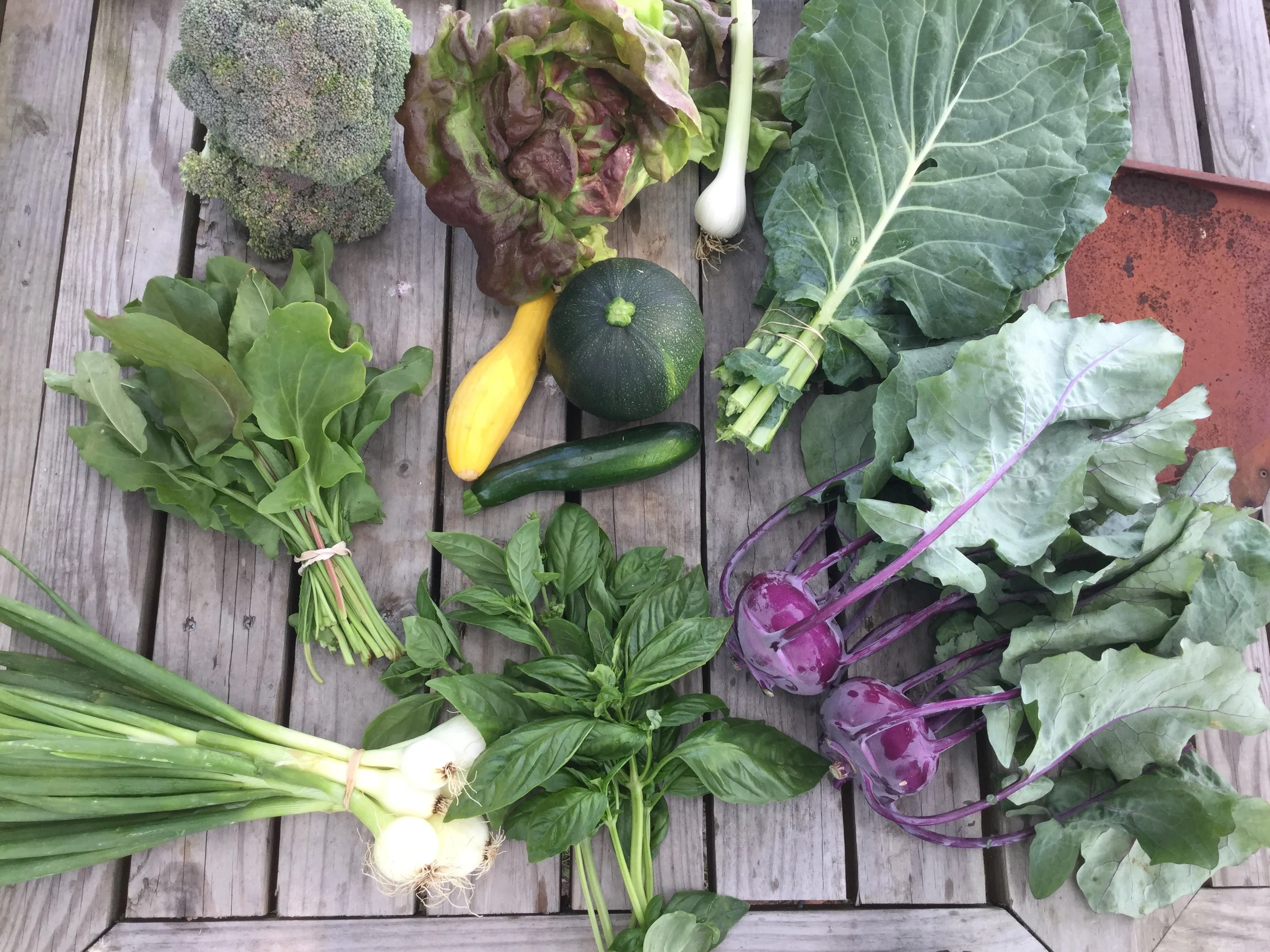 Two Dog Farms 2016 Spring/Summer Harvest Week 4