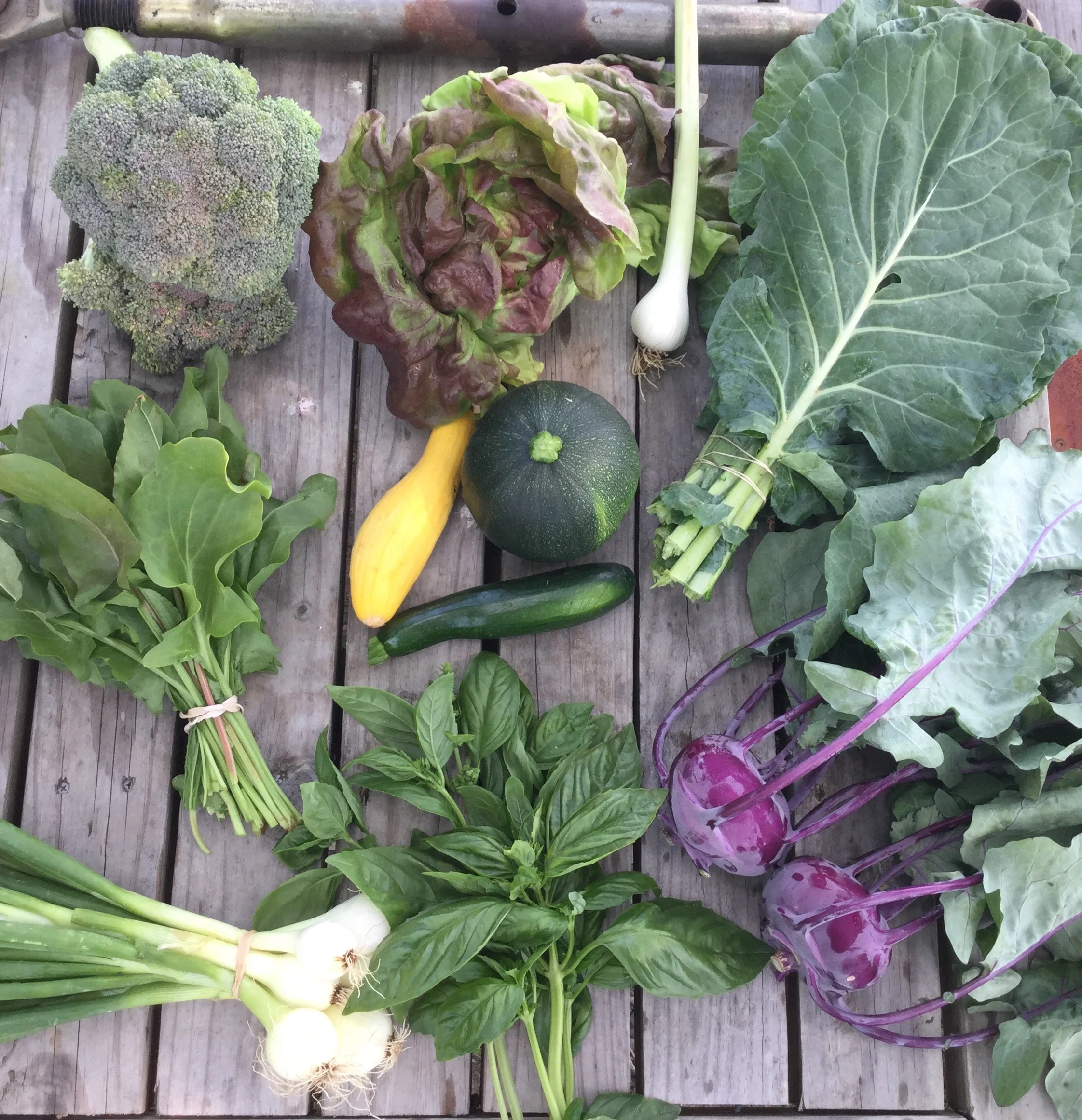top left to right: broccoli, red bibb lettuce or romaine lettuce, garlic, and collard greens middle left to right: French green sorrel, summer squash and zucchini bottom left to right: vidalia onions, basil, and kohlrabi
