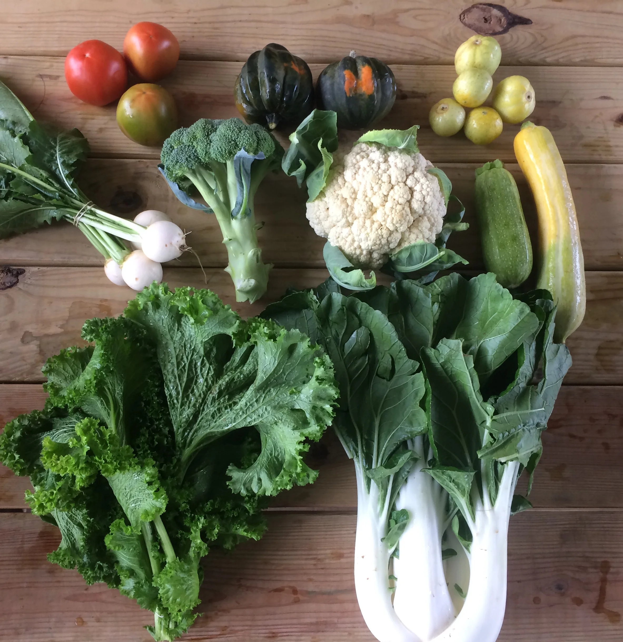 top left to right: tomatoes, acorn squash, lemon cucumbers middle left to right: Hakurei turnips, broccoli, cauliflower, zucchini/squash bottom: curly mustard, bok choy