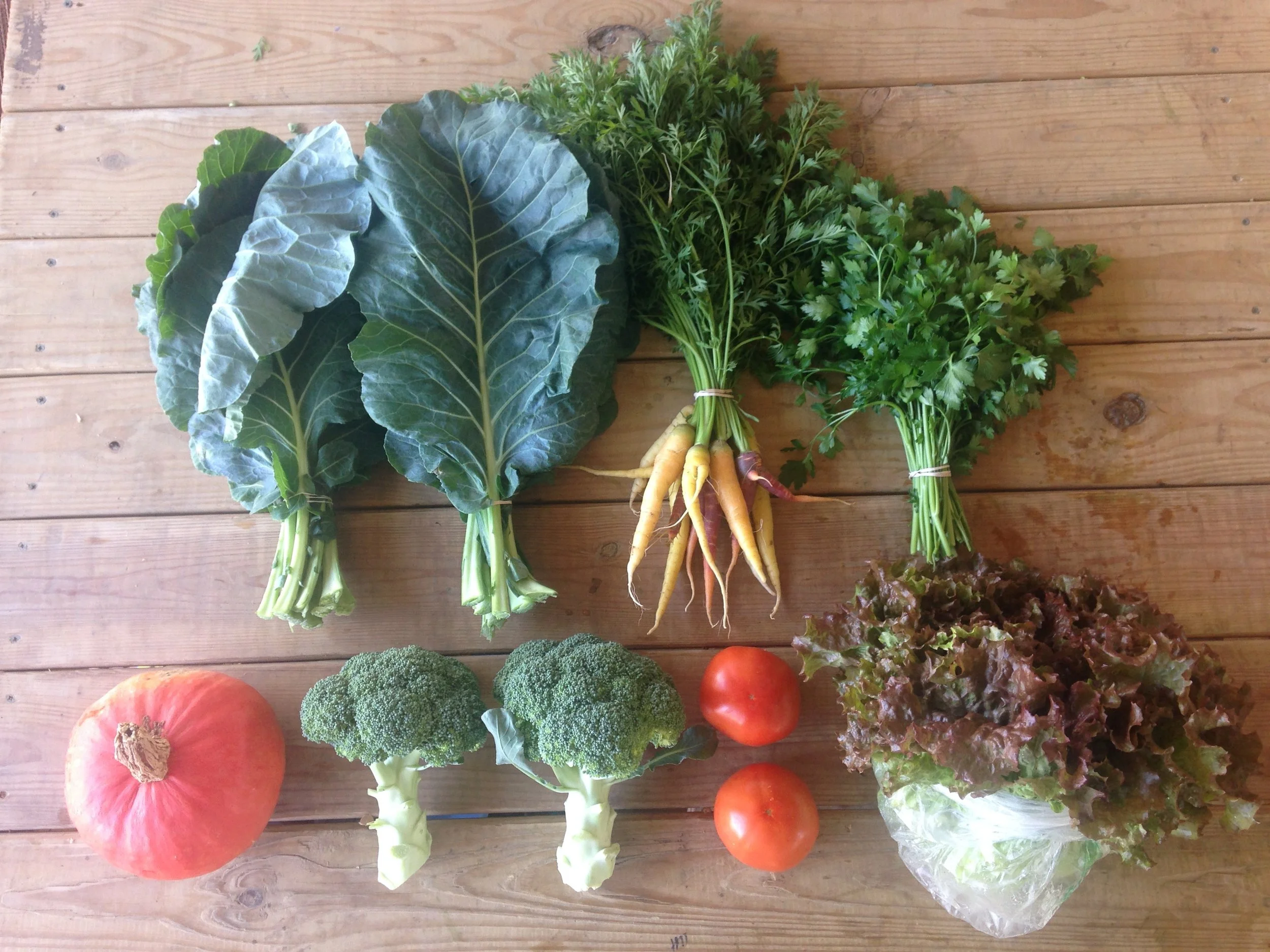 Two Dog Farms 2017 Fall CSA Week 7