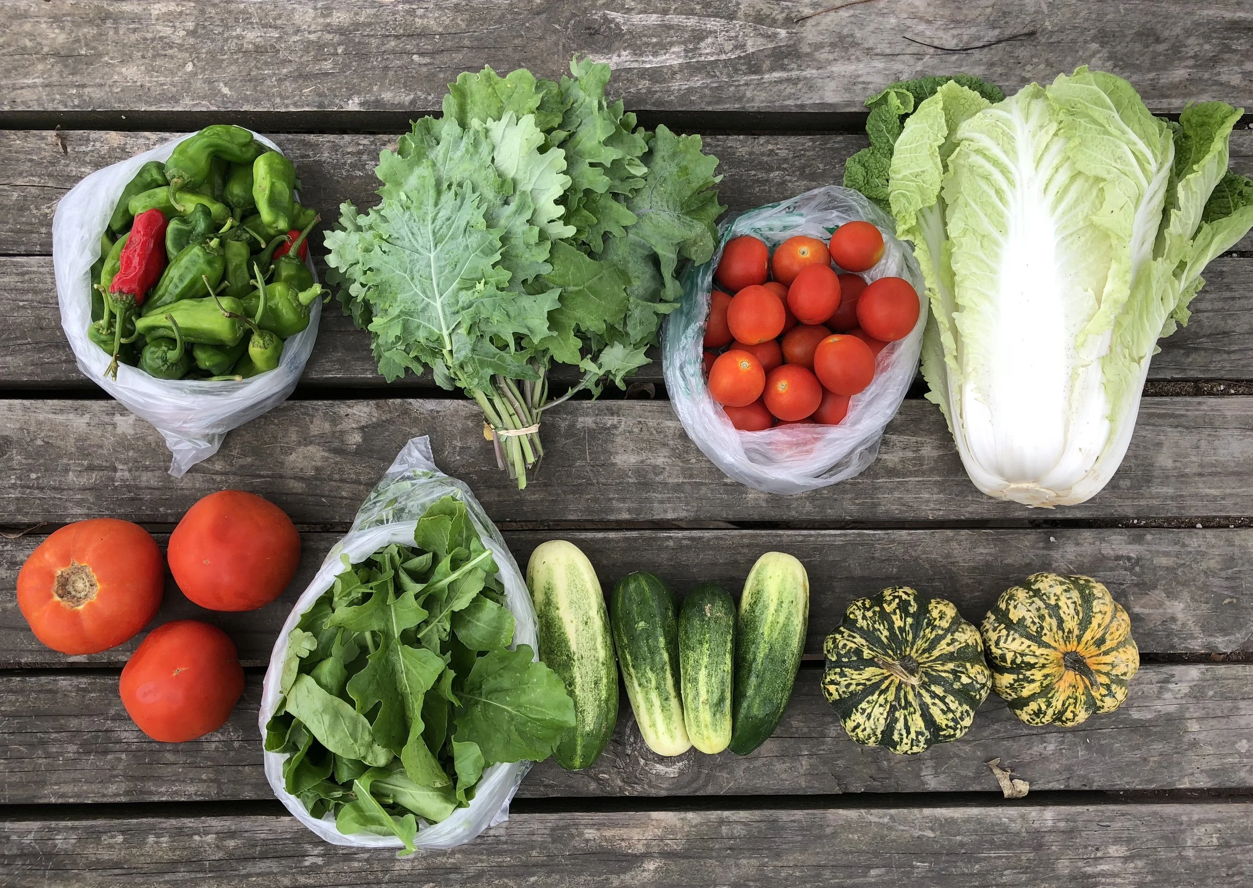 Top Row: Shishito Peppers, Red Russian Kale, Cherry Tomatoes, and Napa Cabbage! Bottom Row: Beefsteak Tomatoes, Arugula, Pickling Cucumbers, and Sweet Dumpling Winter Squash!