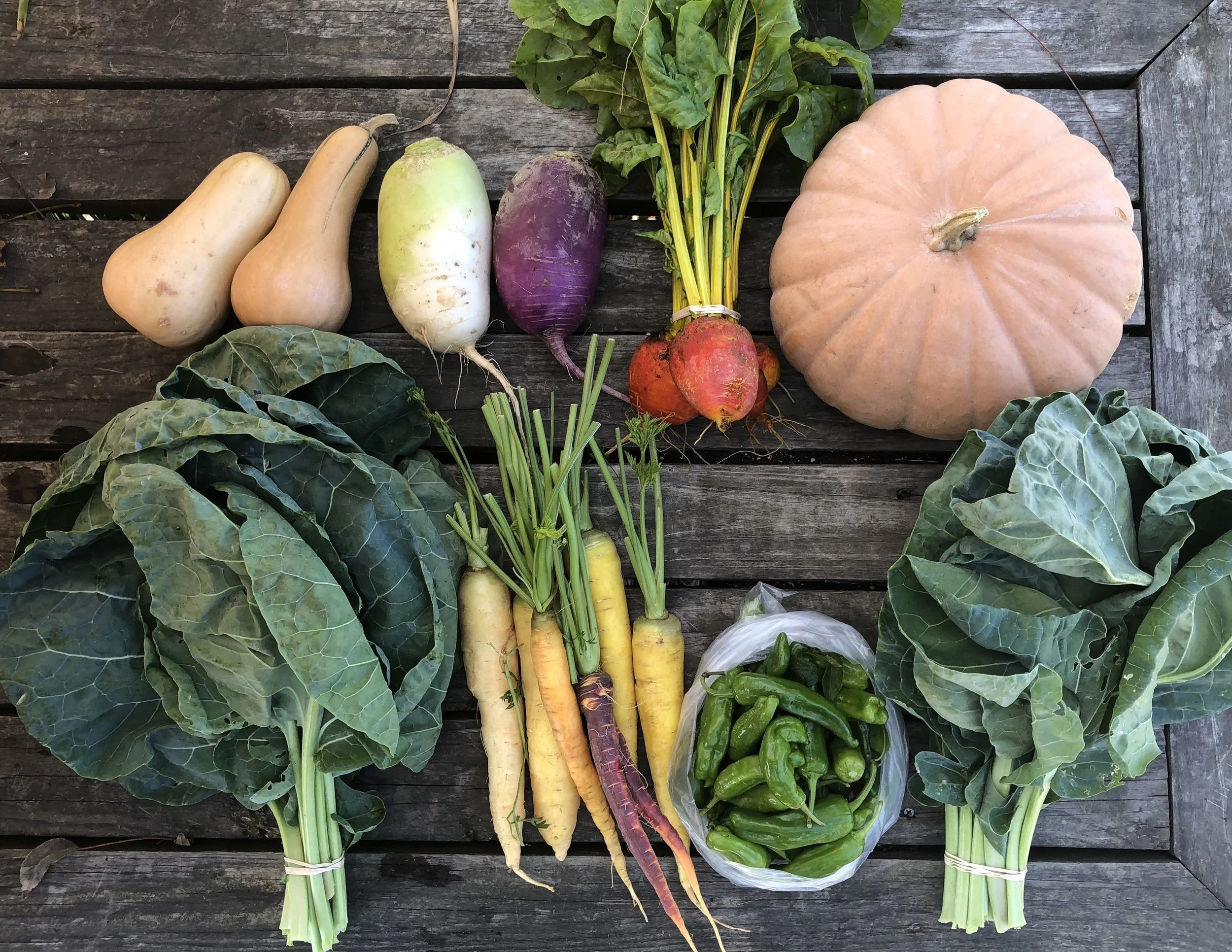 Top Row: Butternut Squash, Daikon Radish, Beets, Long Island Cheese Squash, or North Georgia Candy Roaster Bottom Row: Collards, Carrots, Shishito Peppers, and Collards