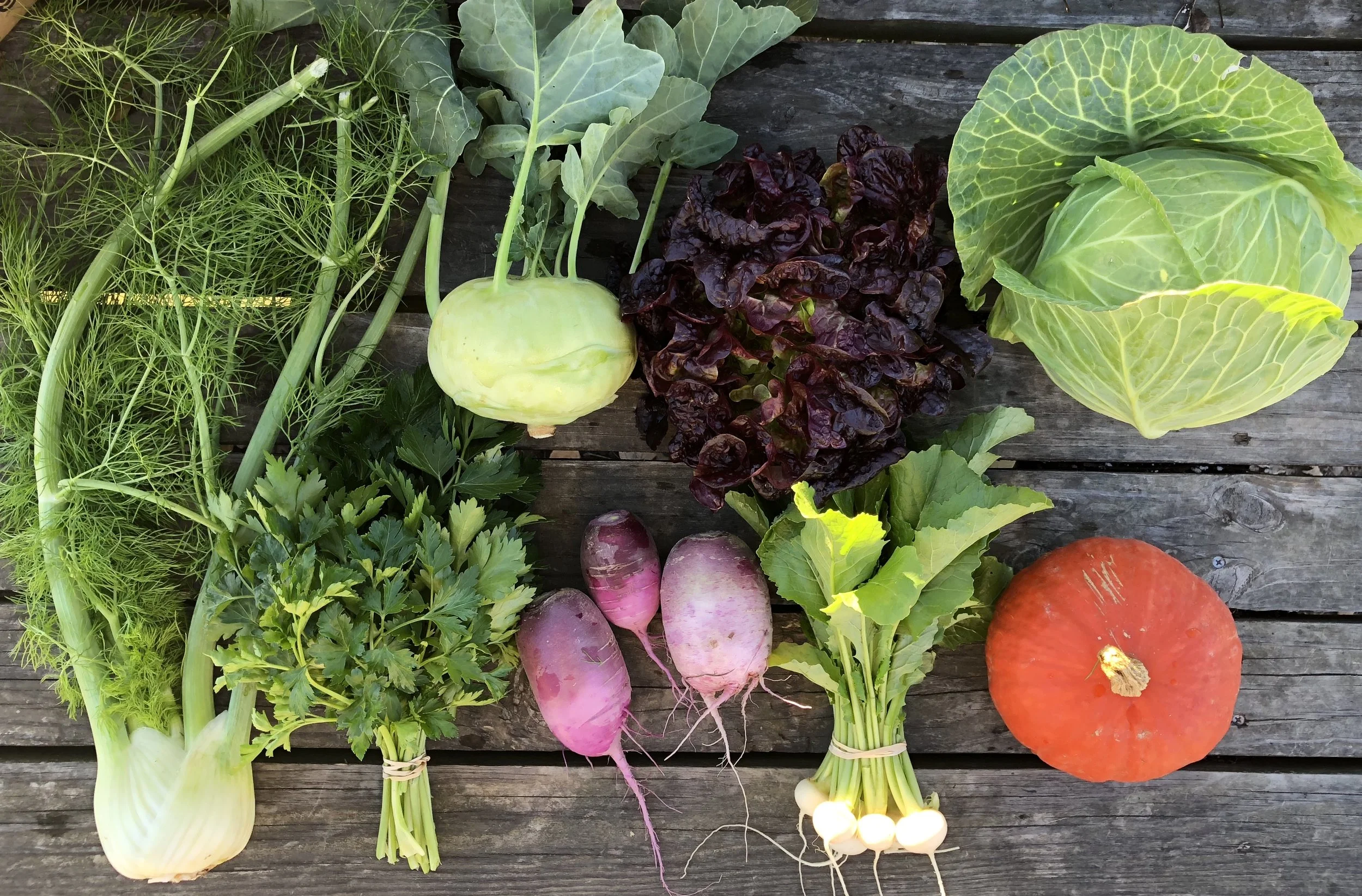 Top Row: Kohlrabi, Lettuce, and Cabbage Bottom Row: Fennel, Parsley, Daikon Radish, Hakurei Turnips, and Kabocha Squash