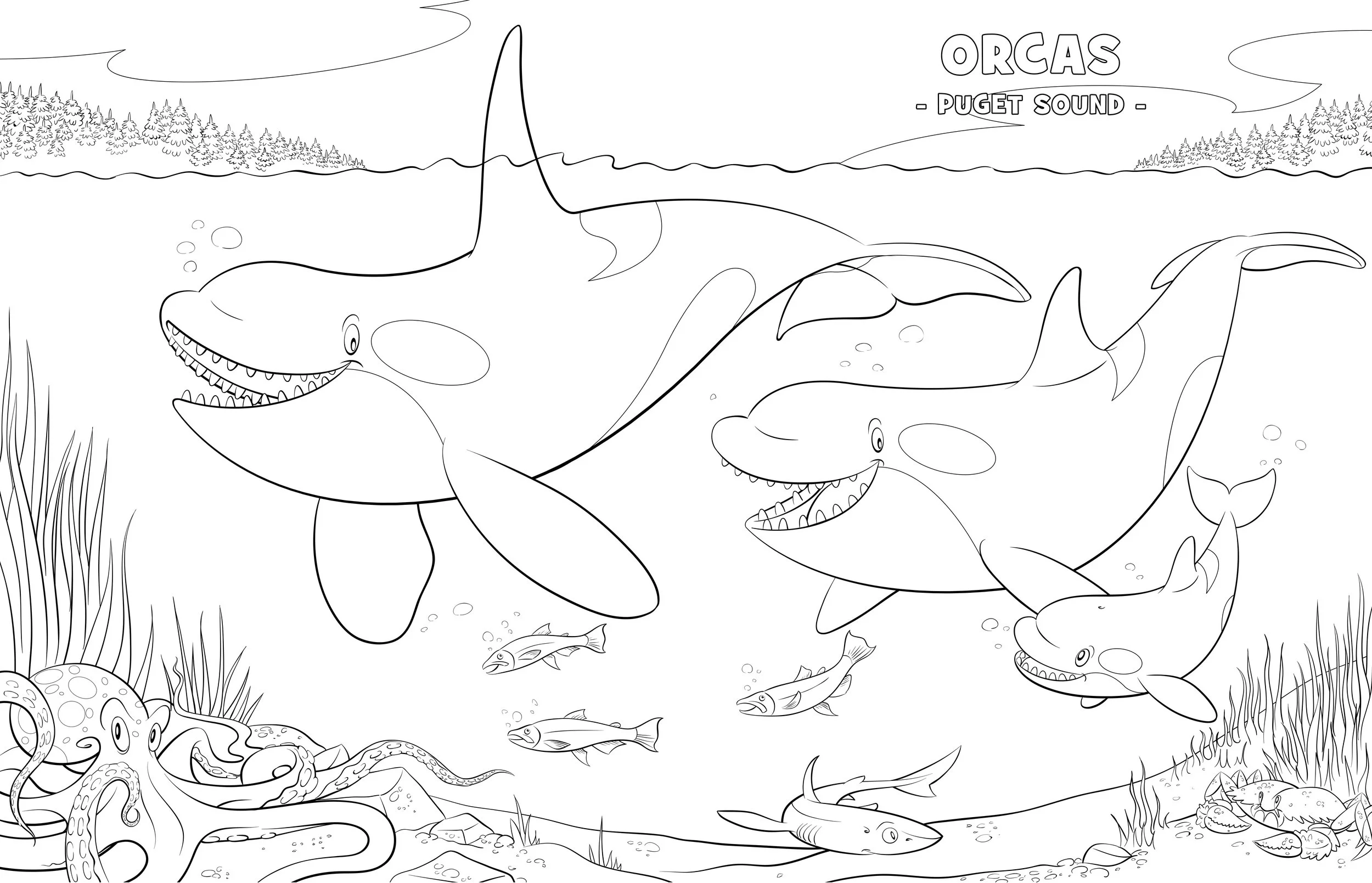  A happy orca family dominating the food chain of Puget Sound. 