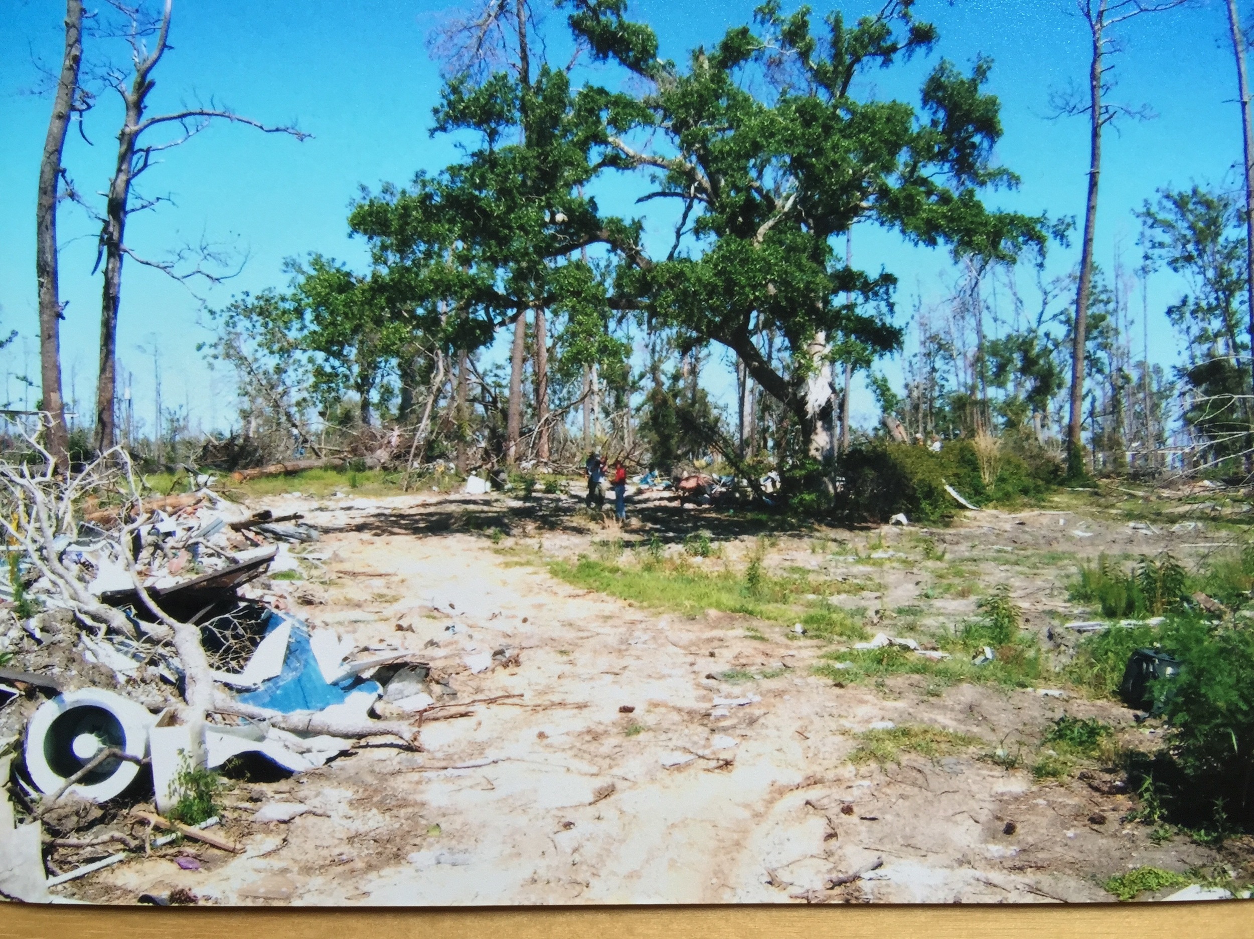 Driveway and Live Oak