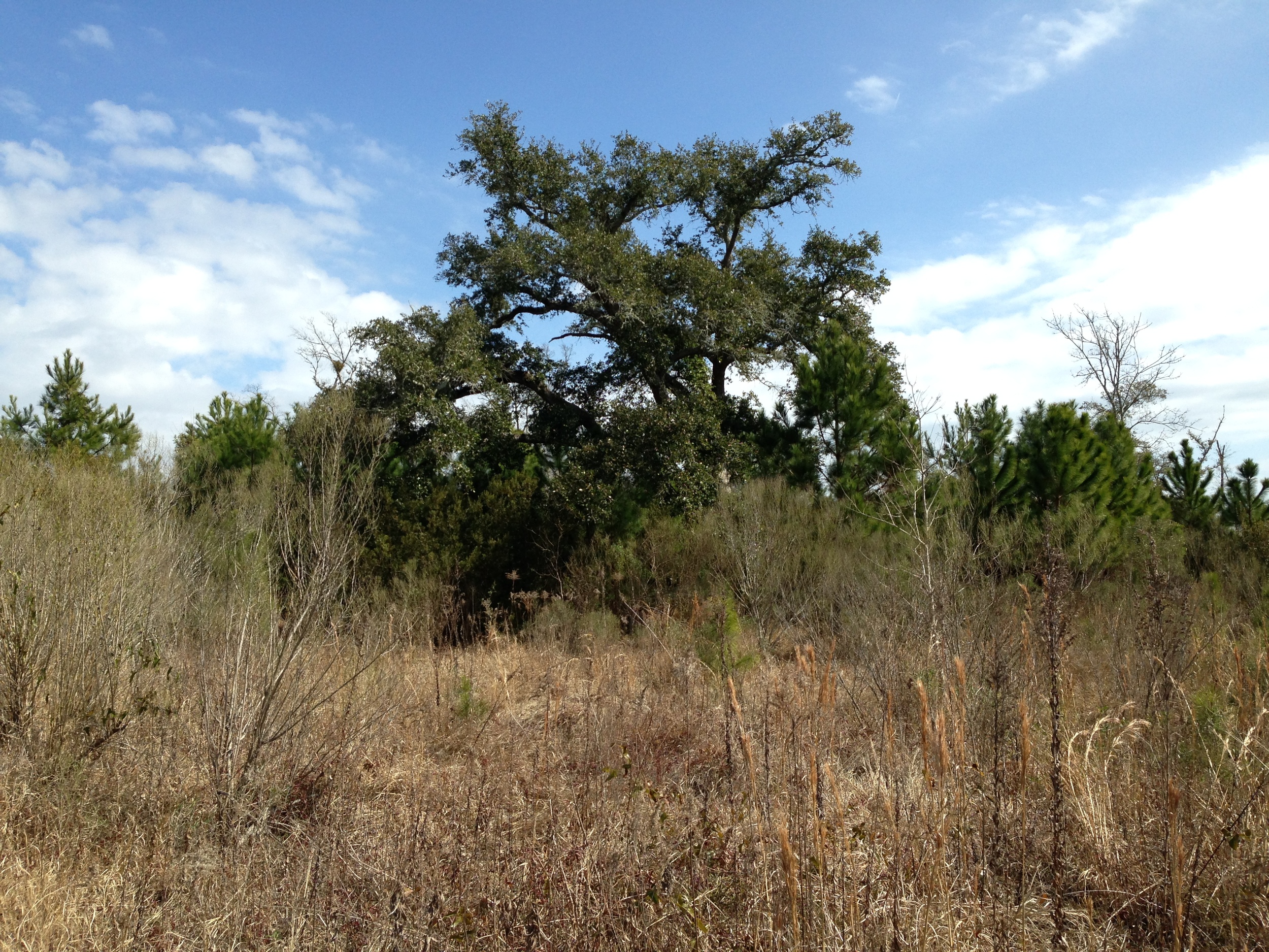Reclaimed Lot