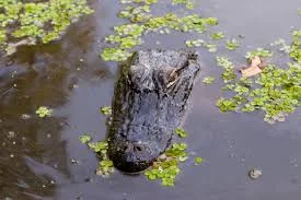 Cajun Encounters Swamp Tours out of Slidell, Louisiana make for a fun morning of bird watching and, hopefully, gator spotting!