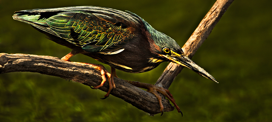 Green-Back-Heron.jpg